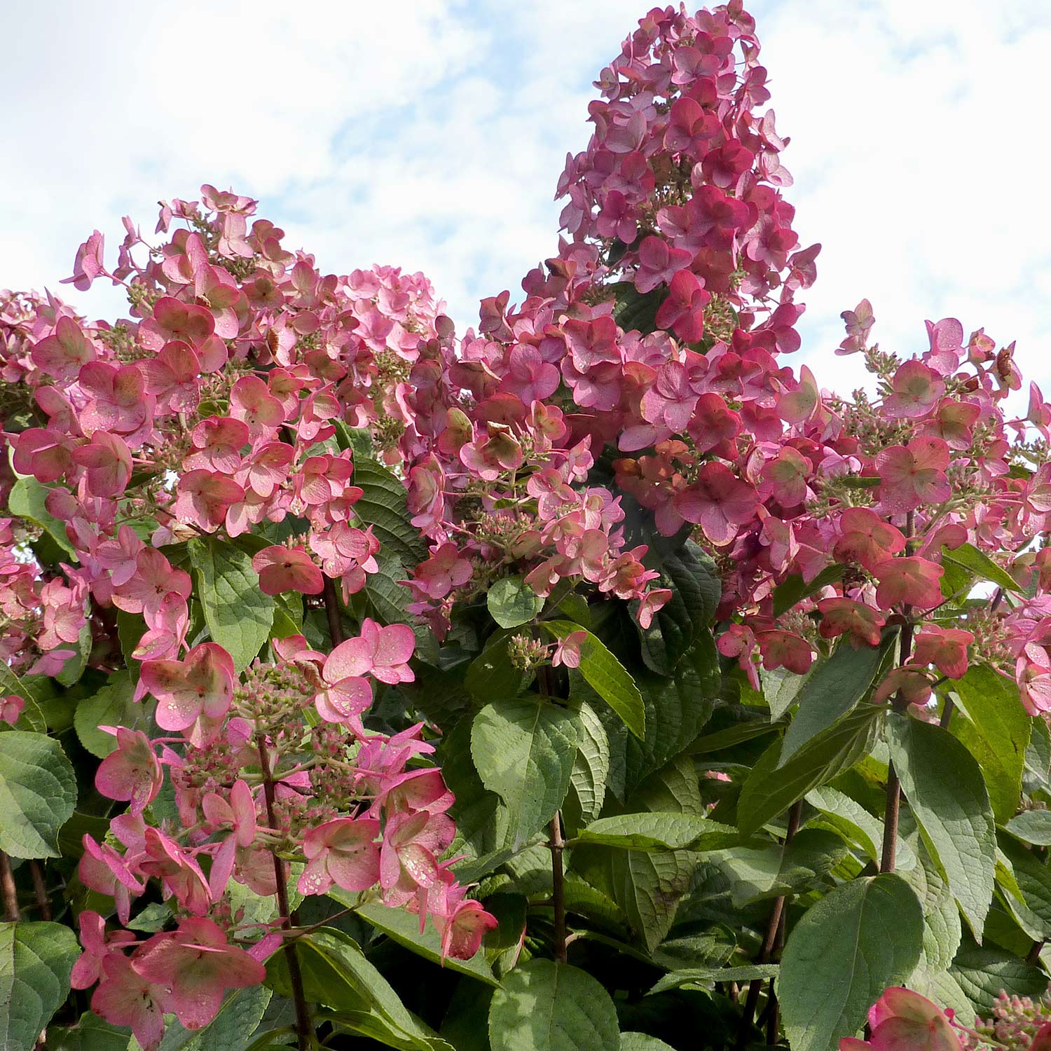 Rispenhortensie 'Mega Mindy®' Liefergröße: 40 - 60 cm