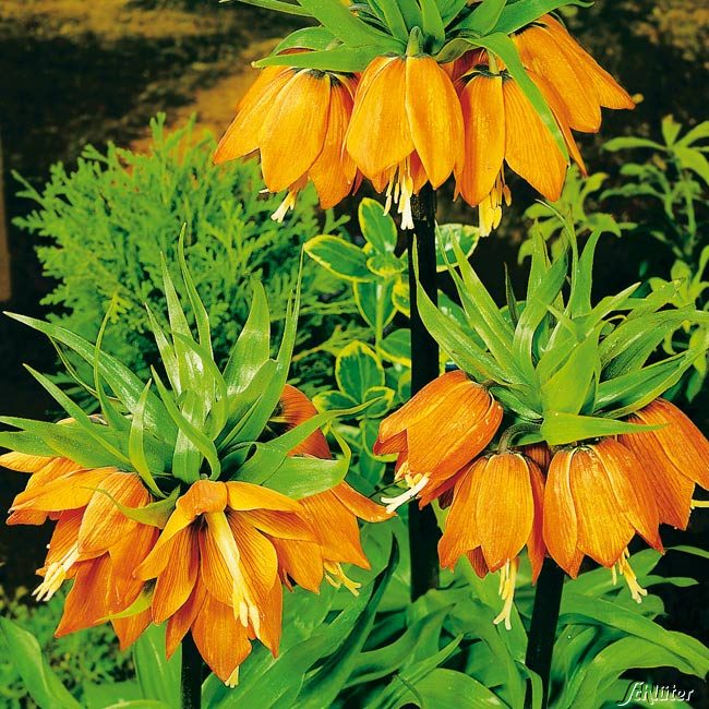 Kaiserkrone 'Aurora' (orange) - 1 Stück Liefergröße: Zwiebelgröße 20/+