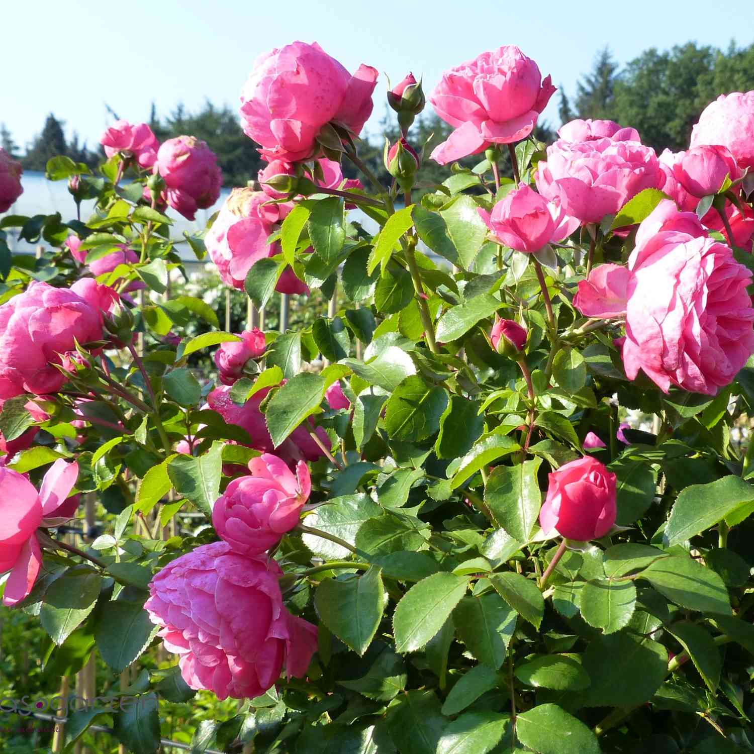Nostalgische Rose 'Leonardo Da Vinci®'