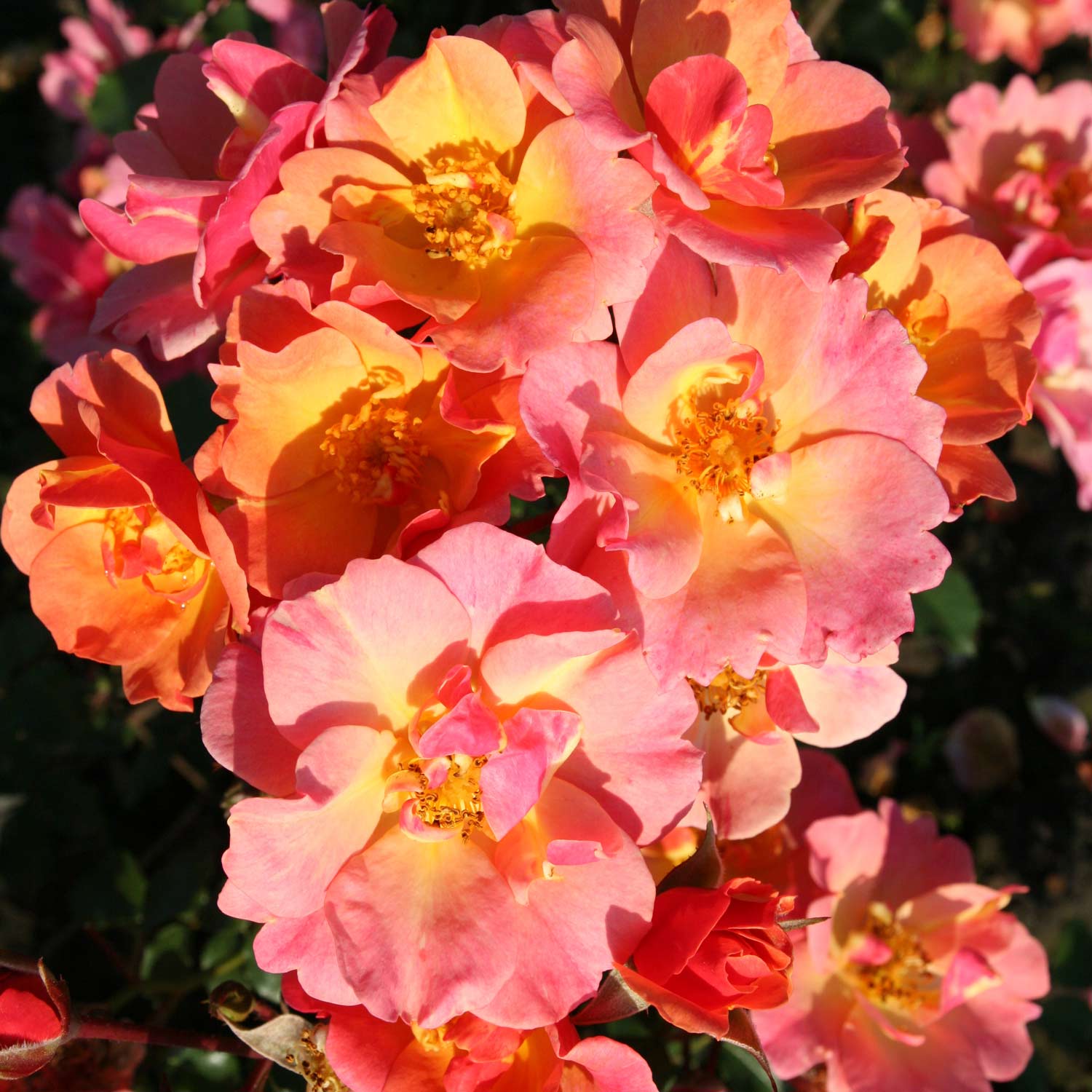 Bodendeckerrose 'Jazz®' 3 Liter Container Lieferform: Im 3 Liter Topf