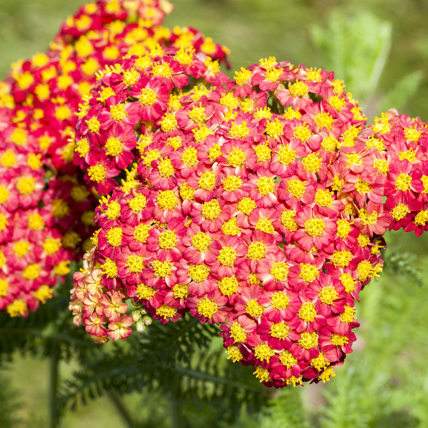 Kategorie <b>Produkt ohne Kategoriezuordnung </b> - Hohe Goldgarbe 'Feuerland' Lieferform: Im 9 cm Topf - Achillea filipendulina 'Feuerland'
