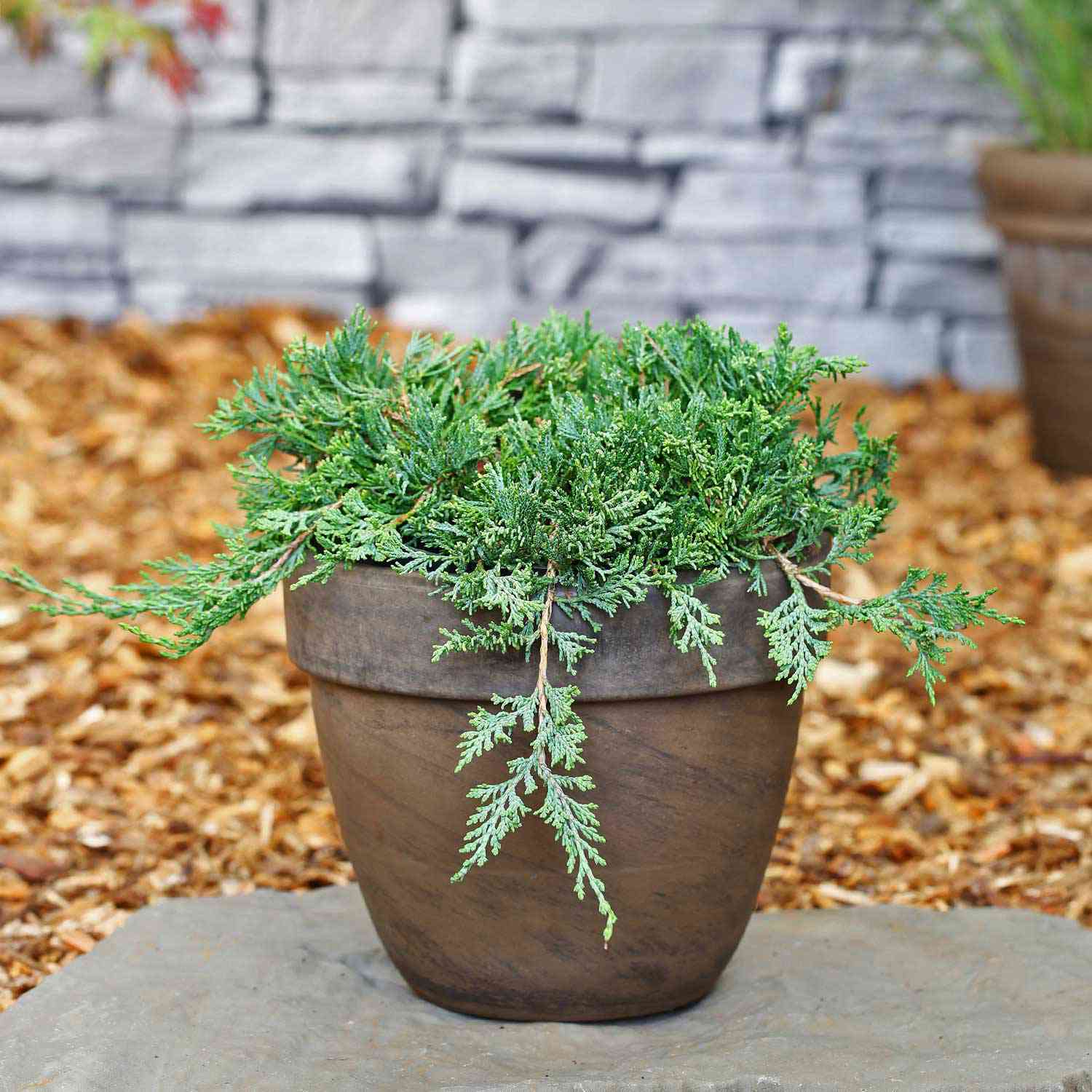 Blauer Teppichwacholder 'Glauca'