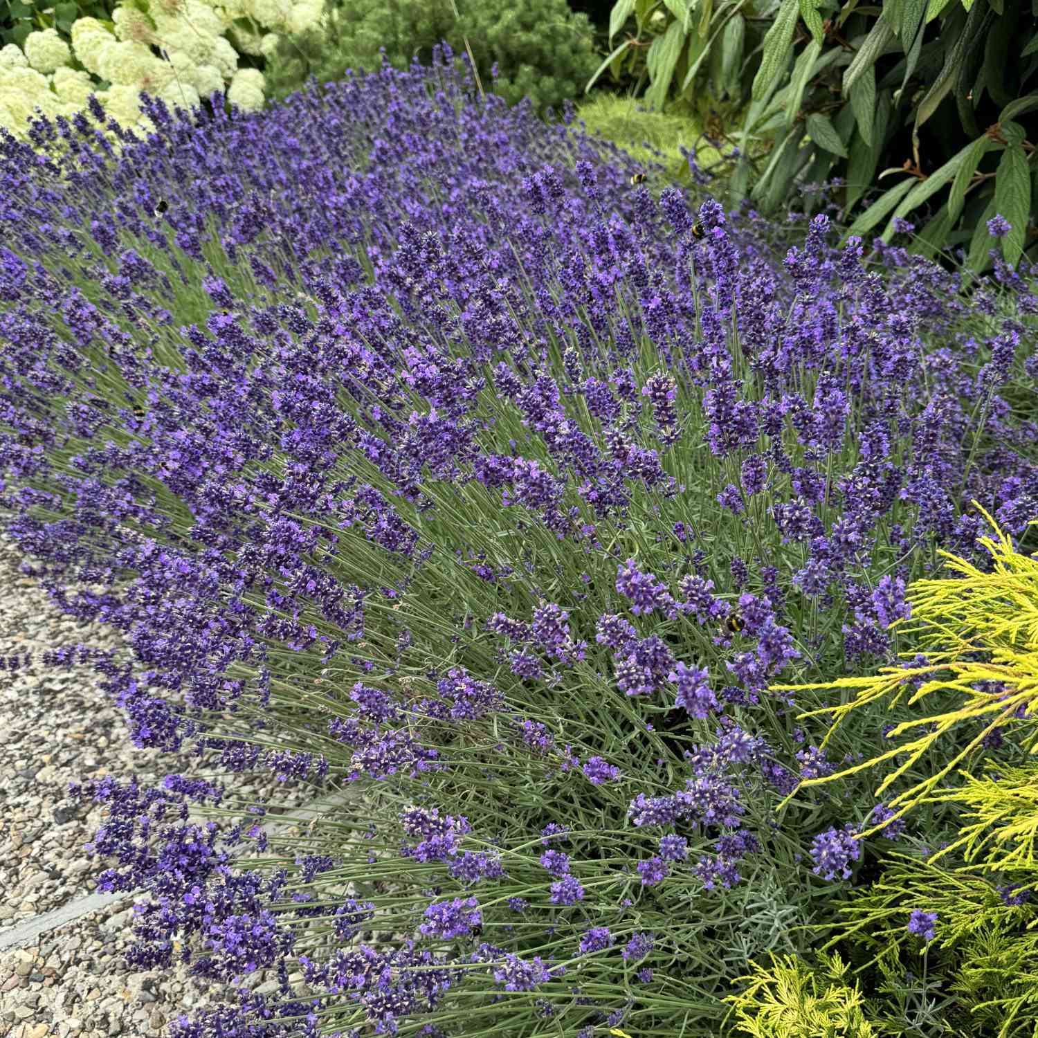 Lavendel 'Phenomenal (Niko)'