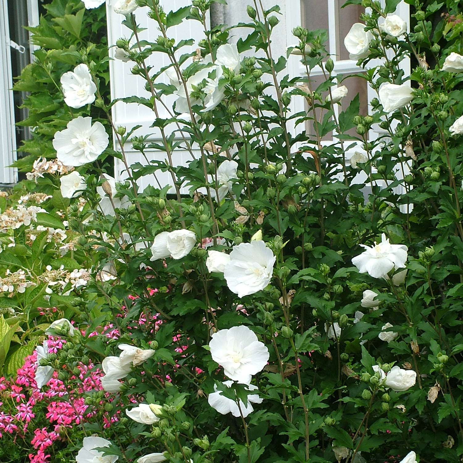Garteneibisch 'White Chiffon®' 3 Liter Container, 40-60cm Liefergröße: 40-60cm