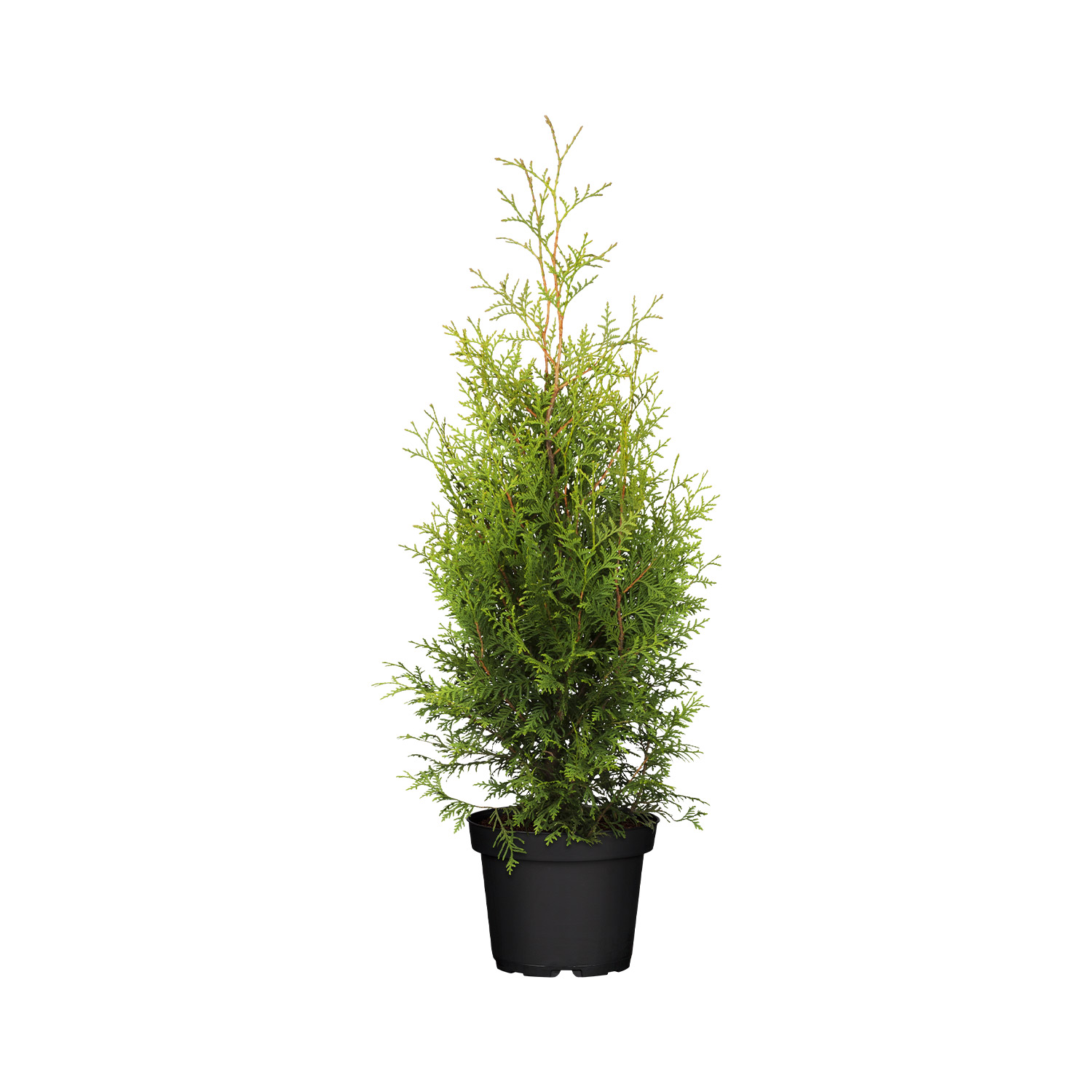 Lebensbaum - Thuja 'Brabant'