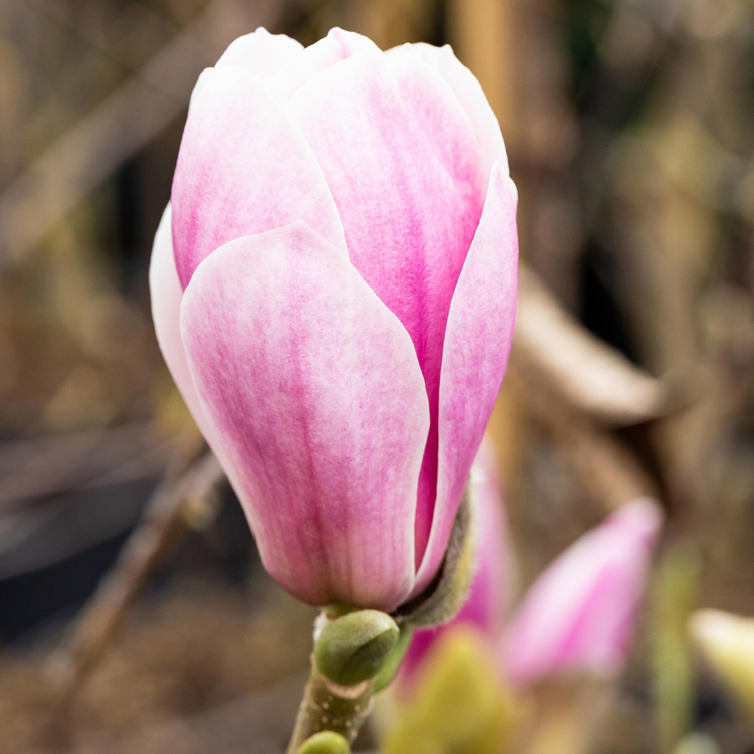 Magnolie 'Satisfaction®'