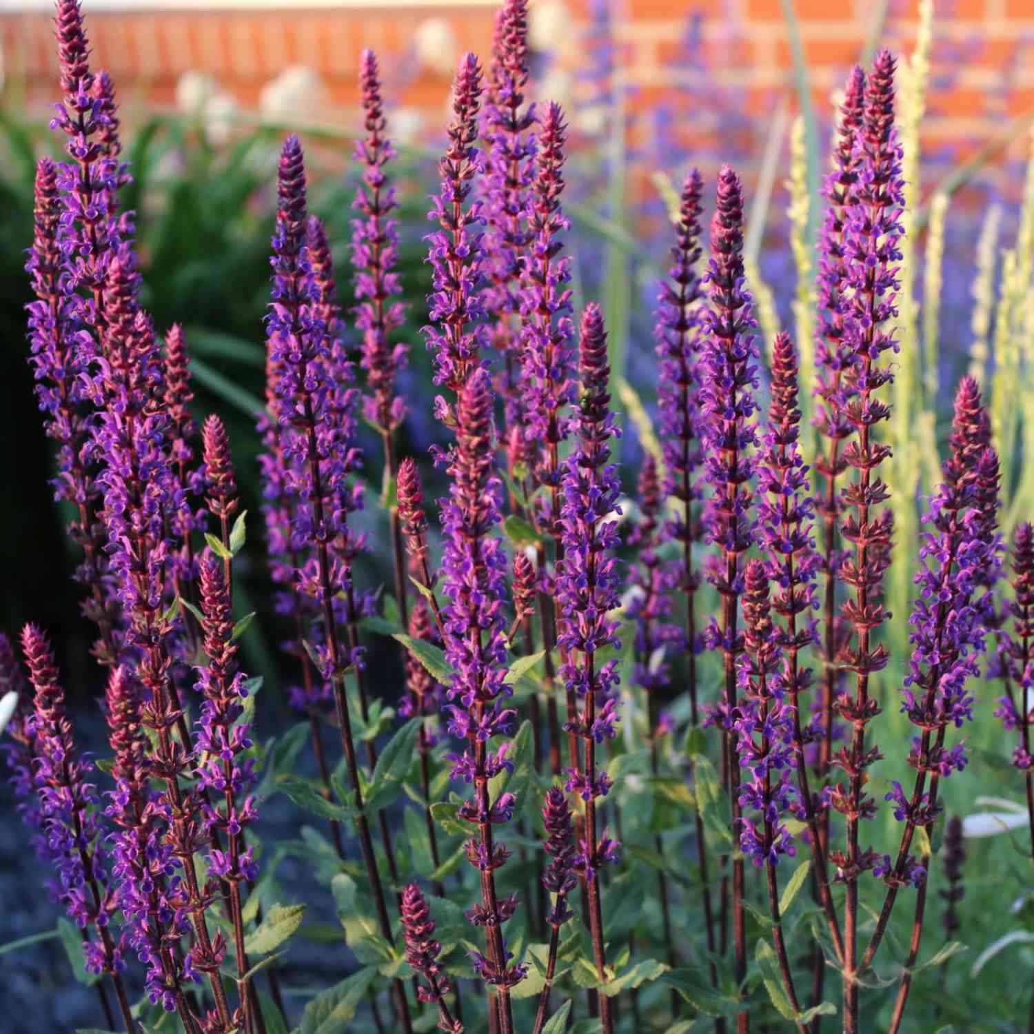 Steppensalbei 'Caradonna' 9 cm Topf Lieferform: Im 9 cm Topf