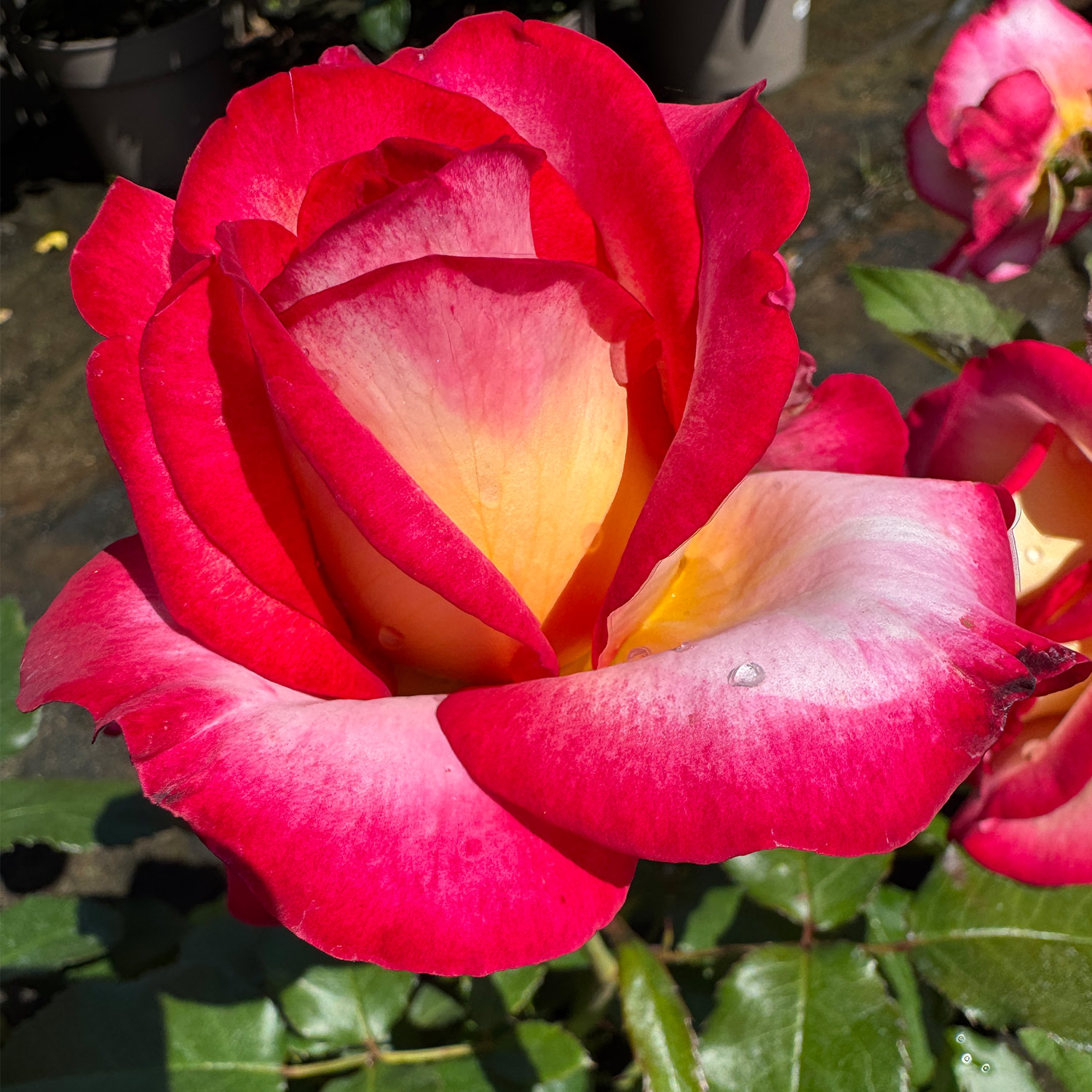 Edelrose 'Leo Ferre' Edelrose 'Leo Ferre'