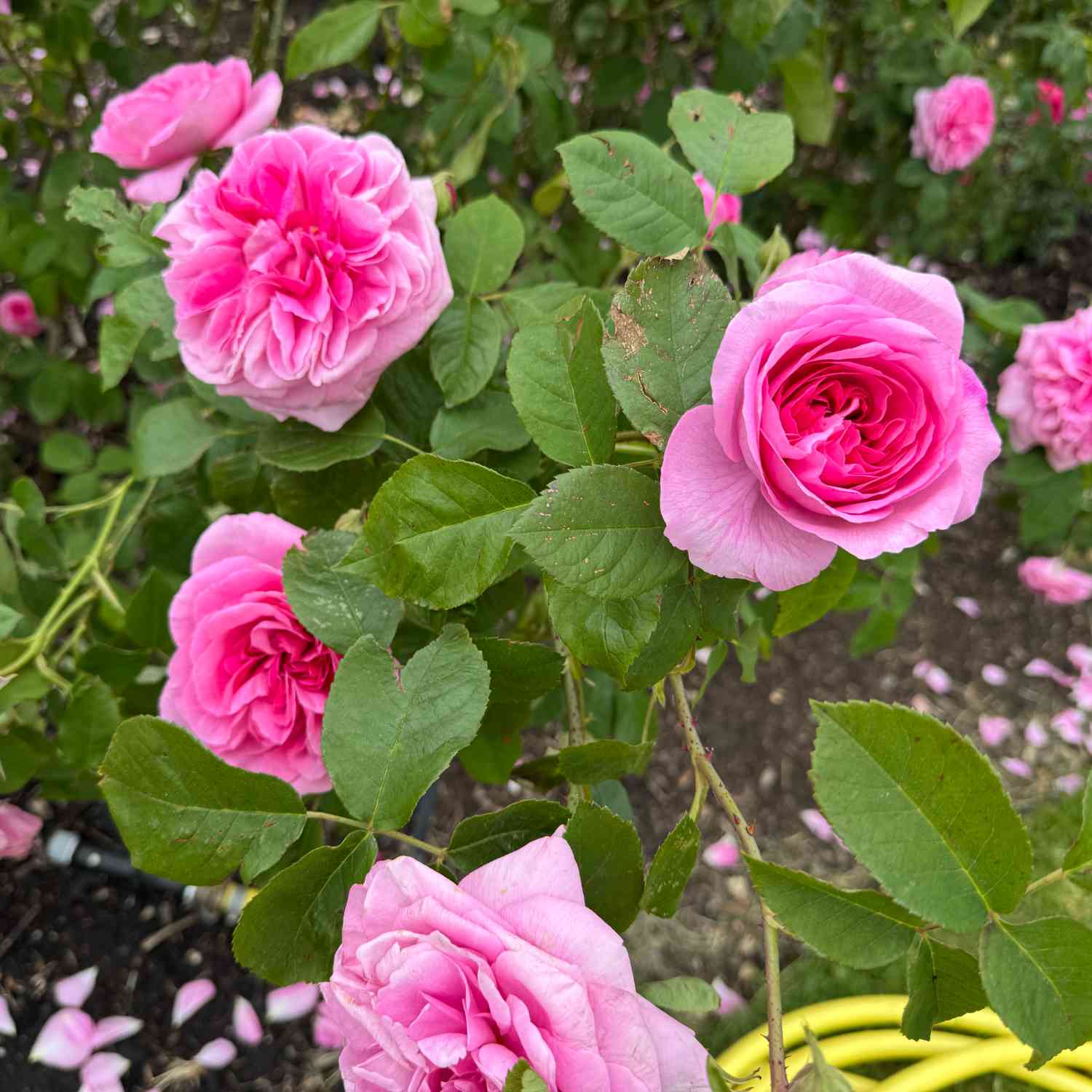 David Austin-Rose 'Gertrude Jekyll®' - AGM-Rose