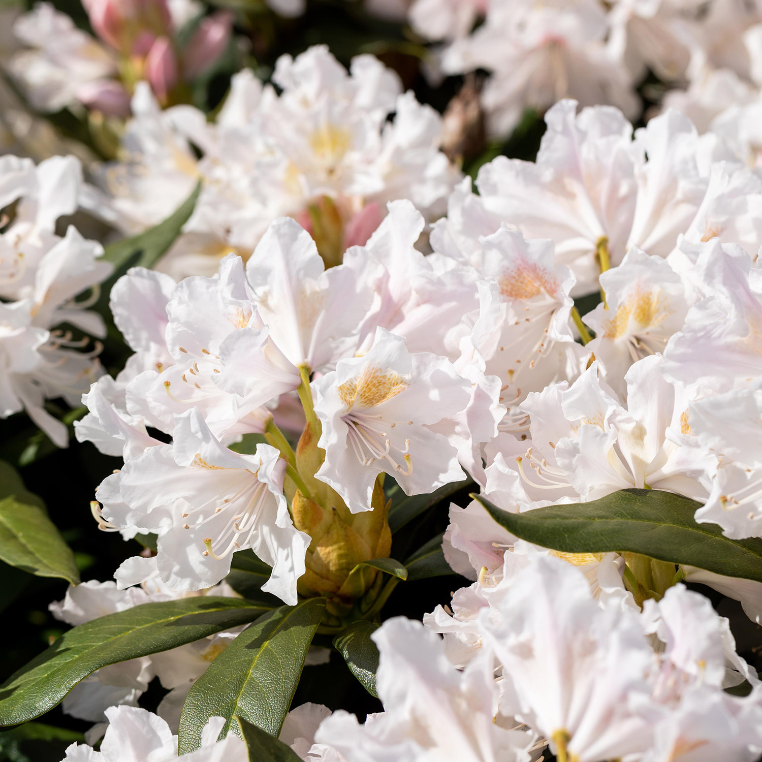 Rhododendron Hybride 'Cunninghams White'