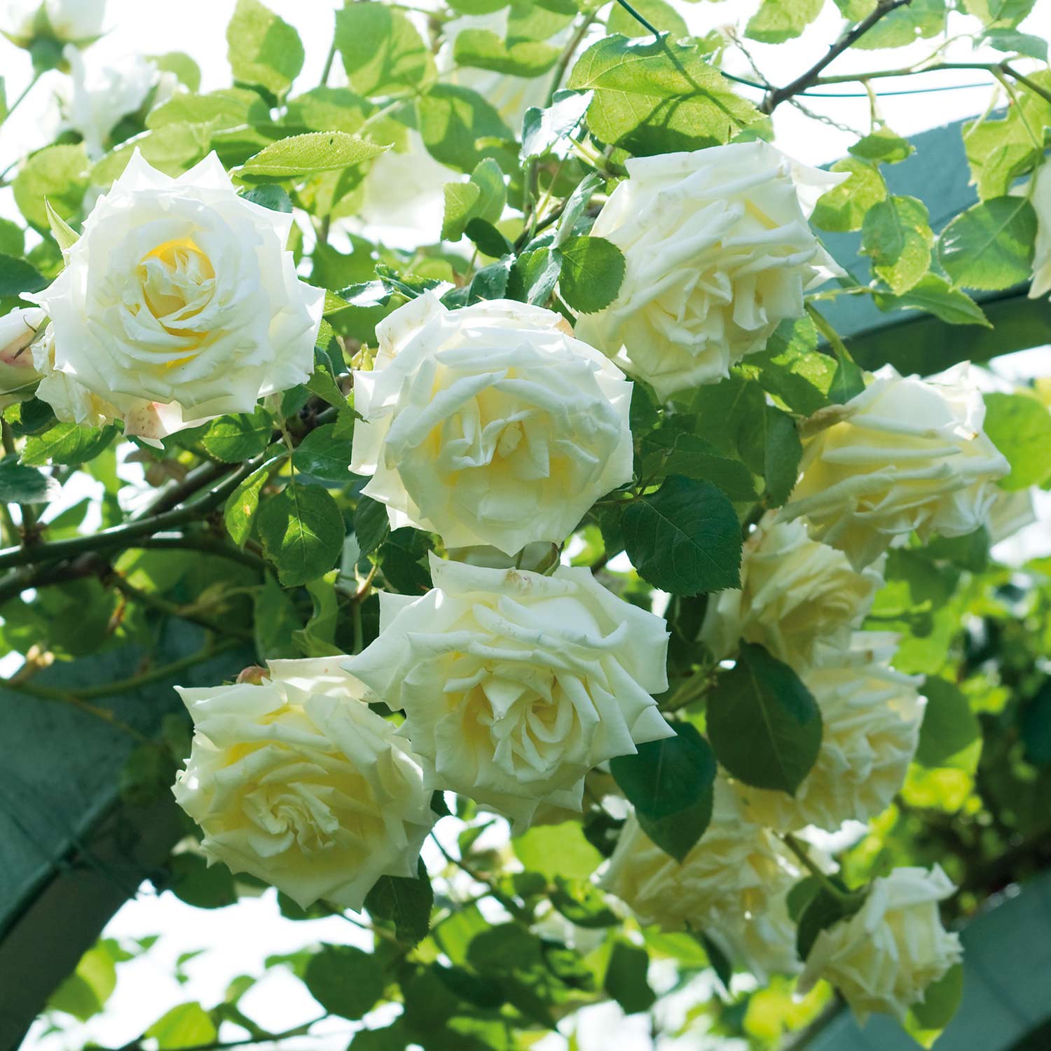 Kletterrose 'Paul's Lemon Pillar' Liefergröße: drei starke Triebe