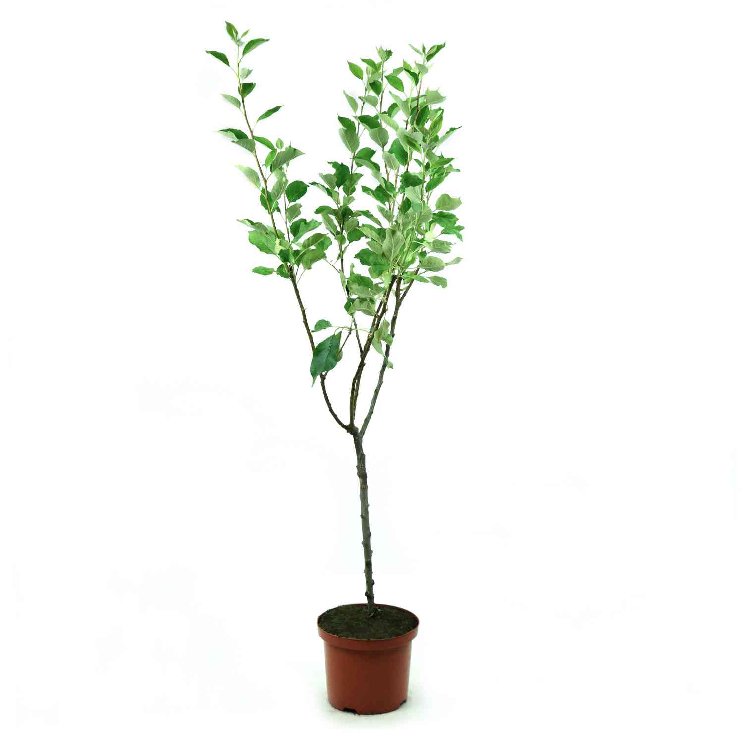 Apfel 'Elstar®'