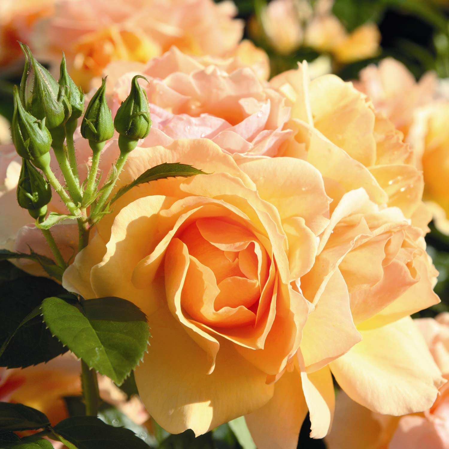 Beetrose 'Hansestadt Rostock' Beetrose 'Hansestadt Rostock'