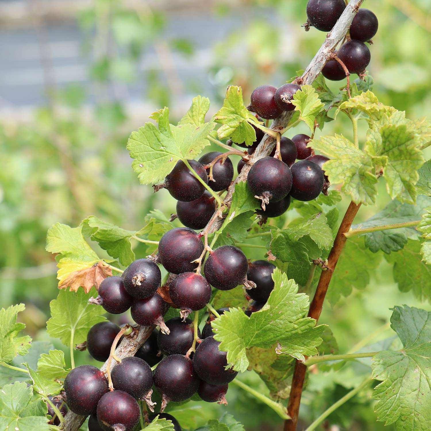 Jostabeere 'Jodeli® Confi®Beere' C3 Liefergröße: 30 - 40 cm