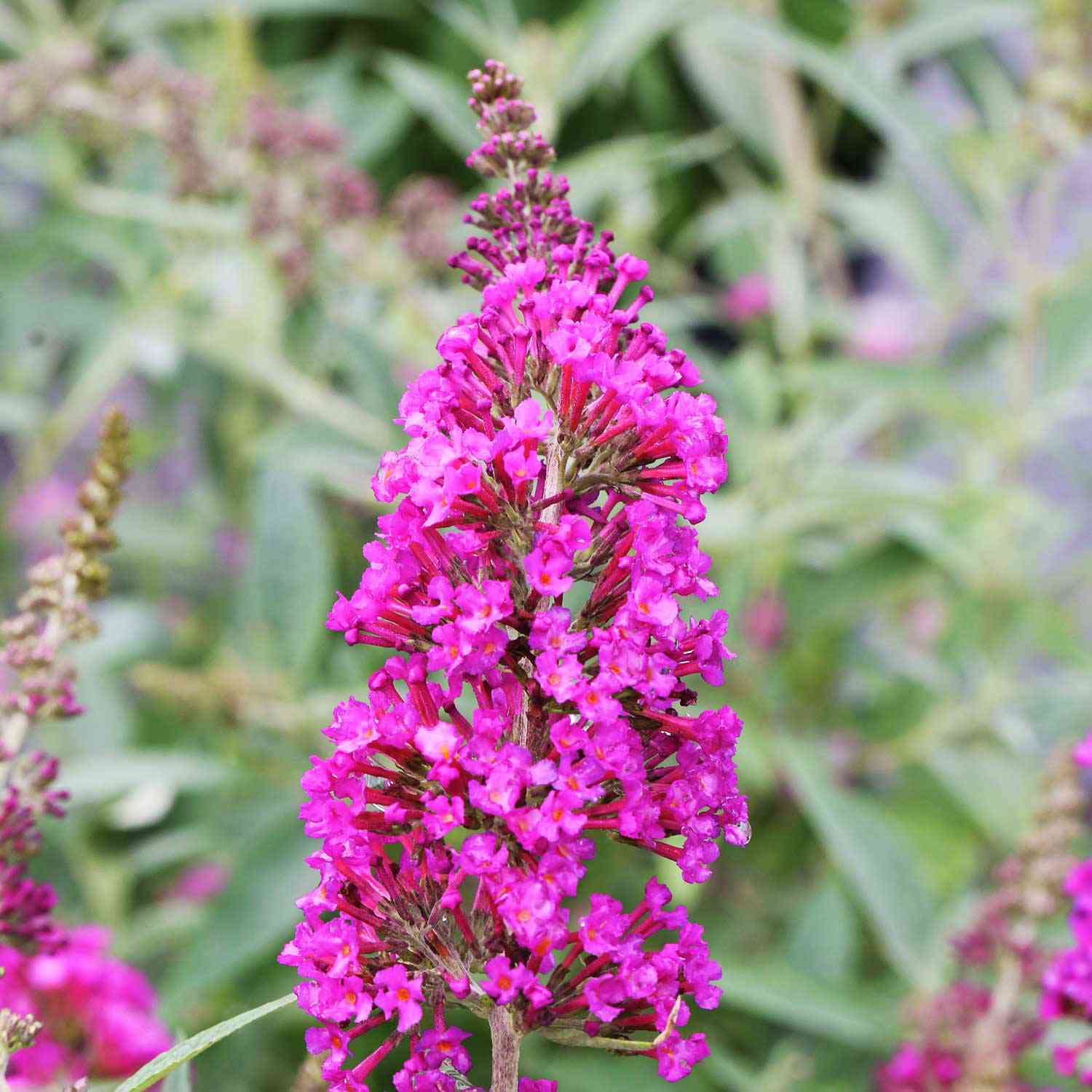 Zwerg-Schmetterlingsflieder 'Buzz® Magenta' Zwerg-Schmetterlingsflieder 'Buzz® Magenta'