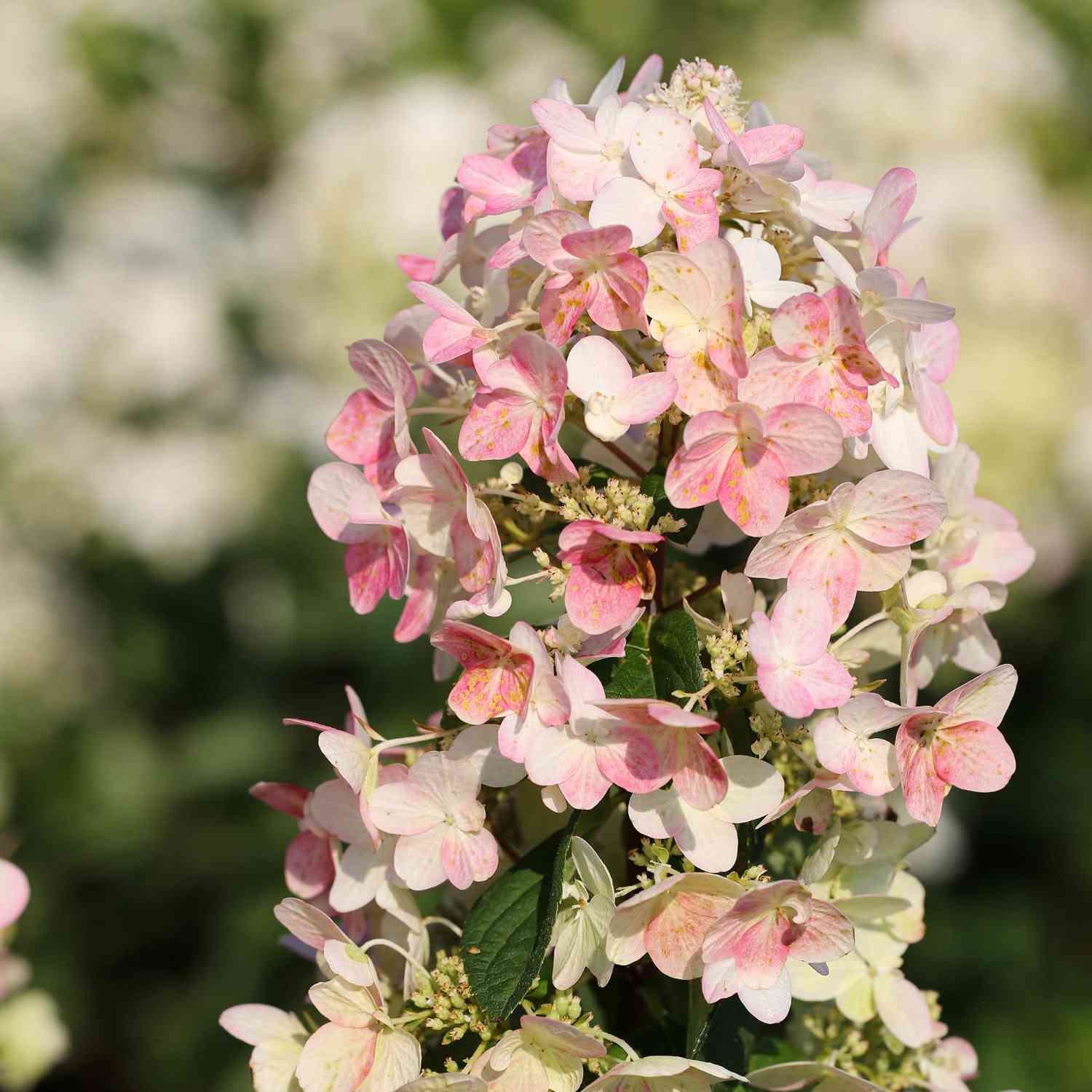 Rispenhortensie 'Magical Candle'