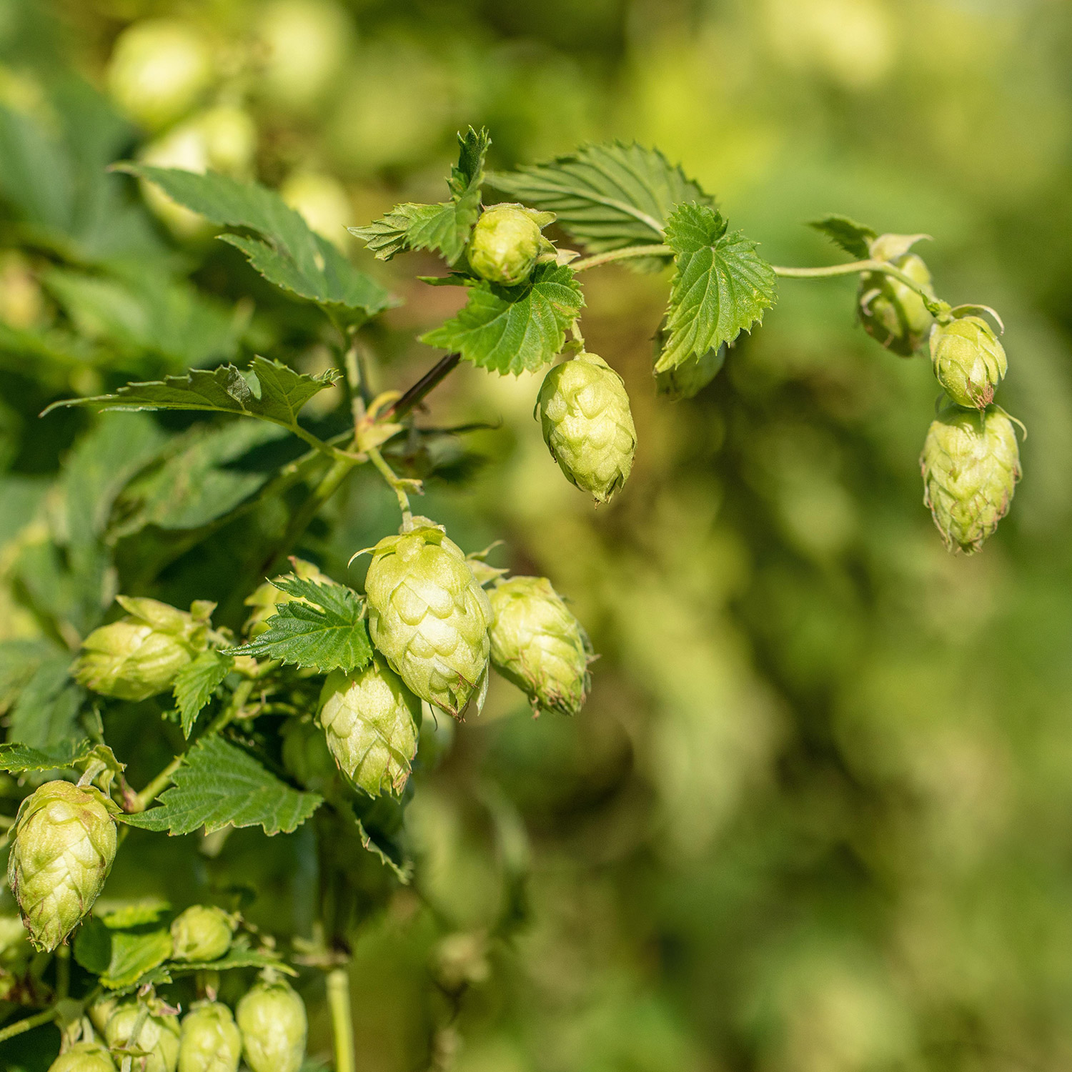 Wilder Hopfen Liefergröße: 40 - 60 cm