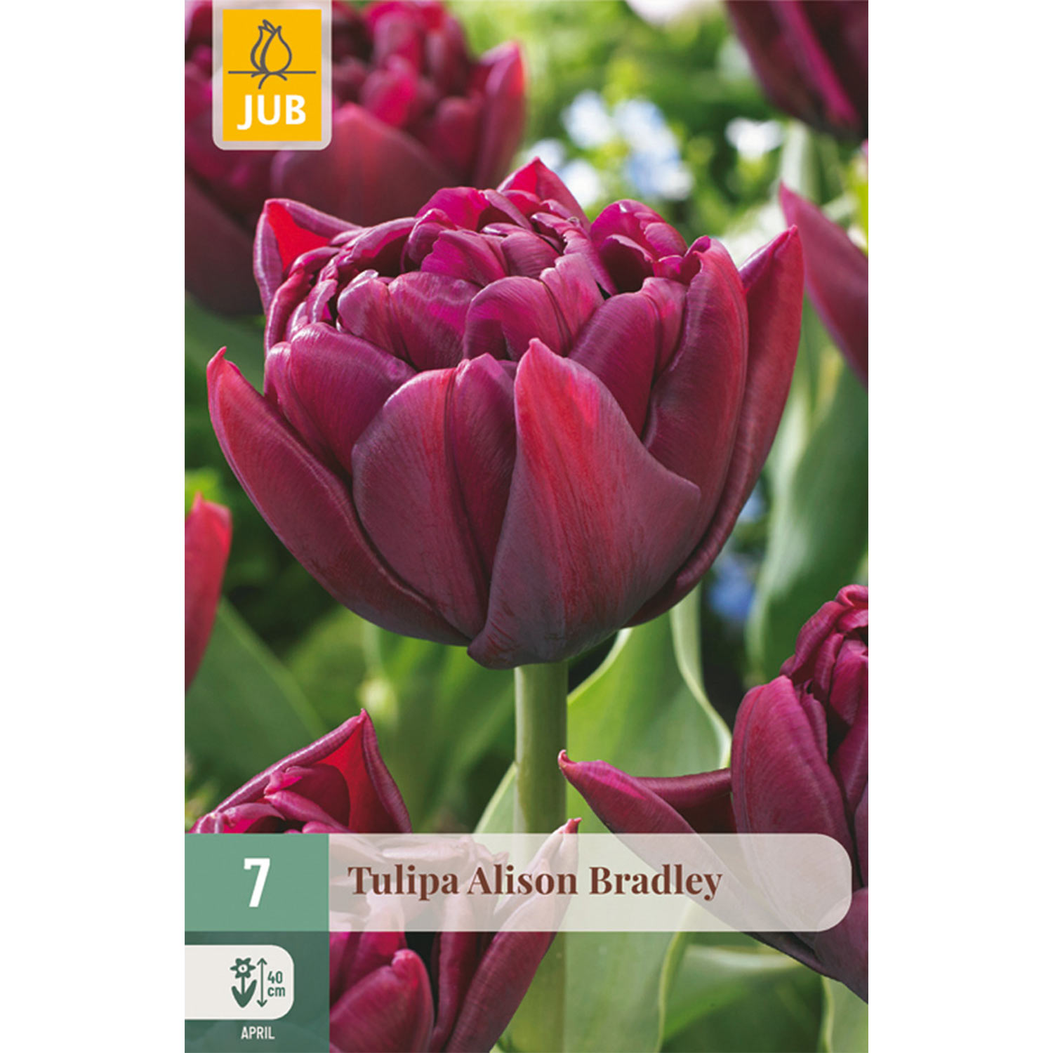 Gefüllte frühe Tulpe 'Alison Bradley' - 7 Stück
