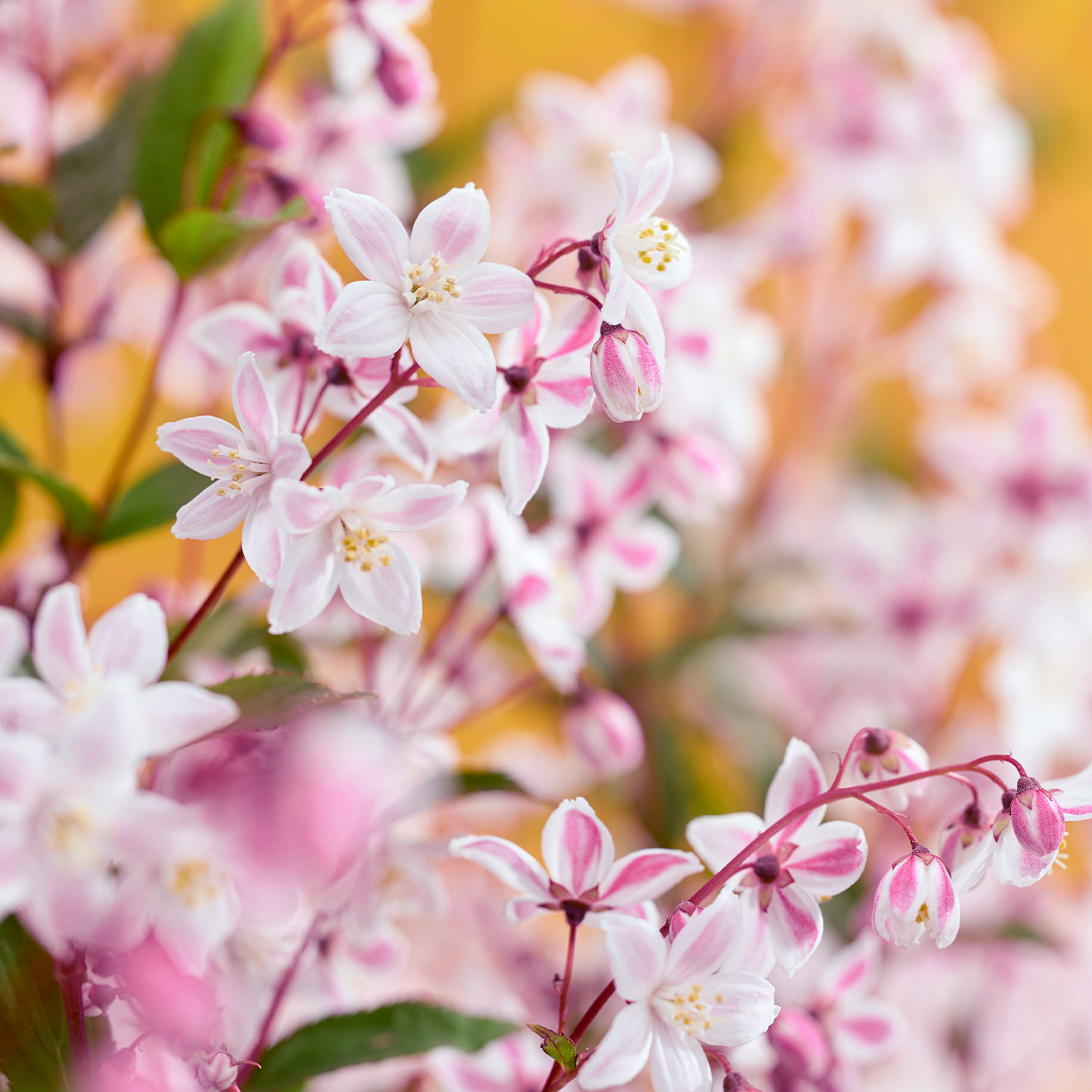 Deutzie 'Tokyo Delight'