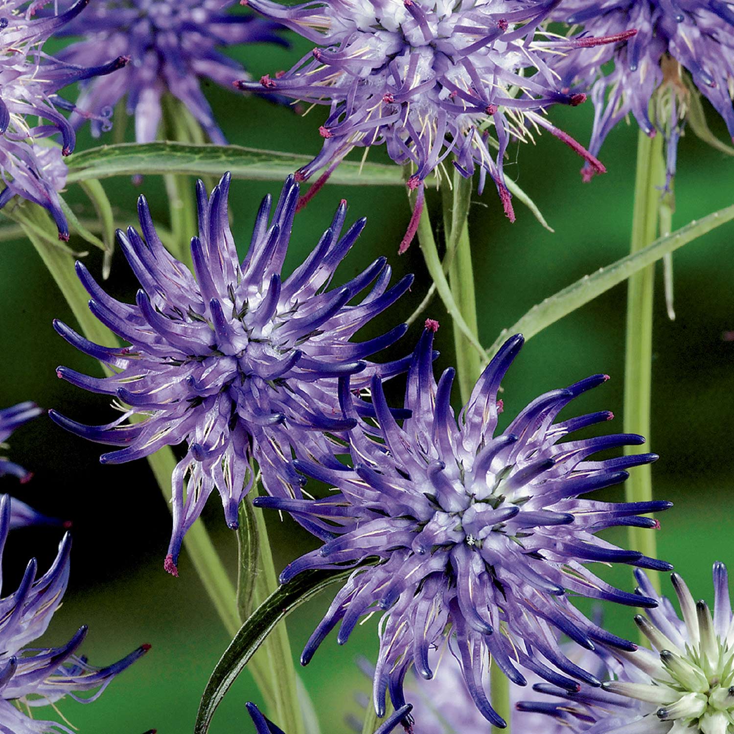 Scheuchzers Teufelskralle Lieferform: Im 0,5 Liter Topf