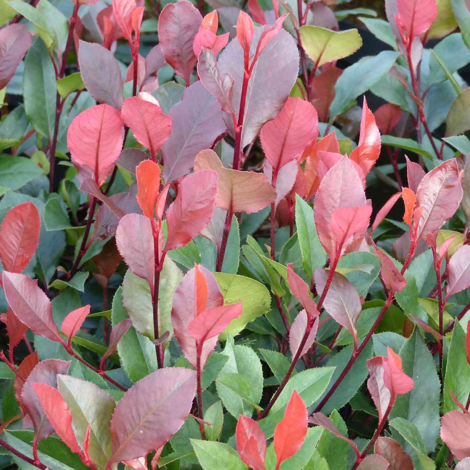 Rote Glanzmispel 'Little Red Robin'