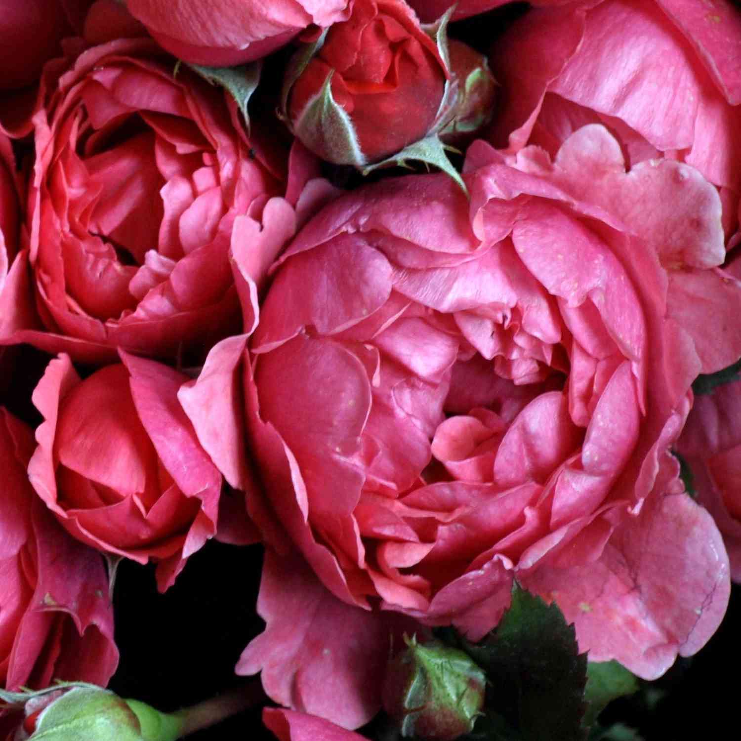 Beetrose Parfuma® 'Gartenprinzessin Marie-Jose®'