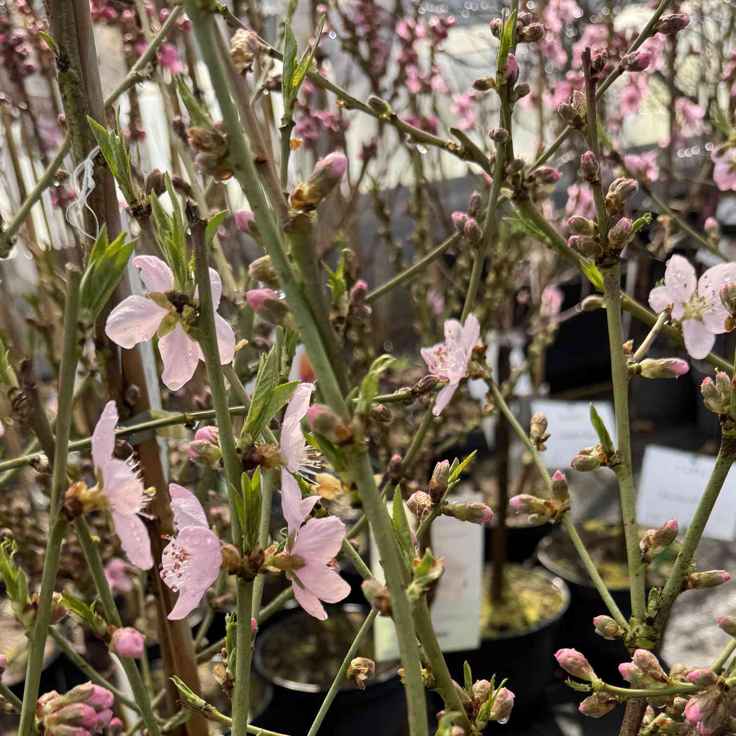 Weißer Pfirsich 'Icepeach' Weißer Pfirsich 'Icepeach'