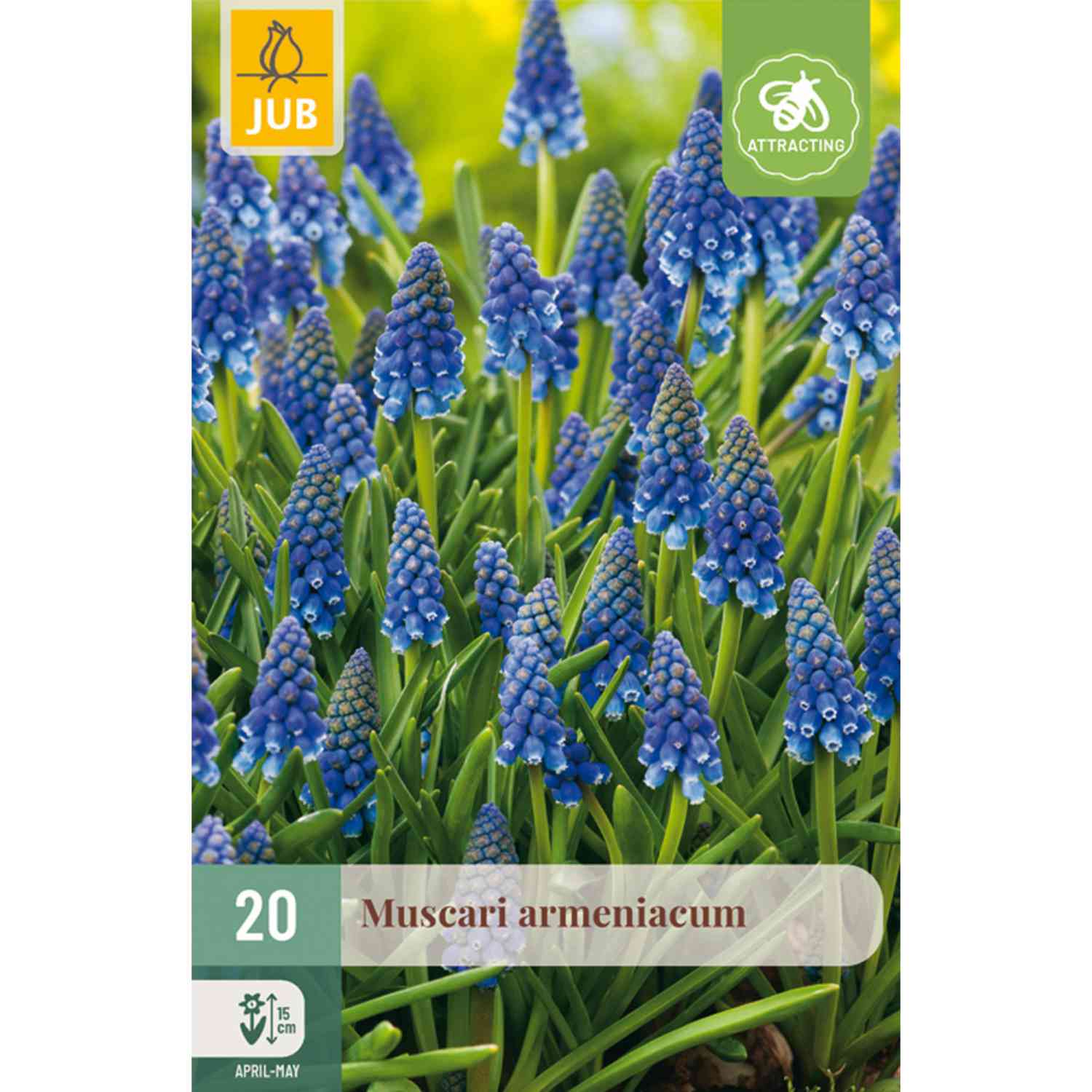 Blaue Traubenhyazinthe
