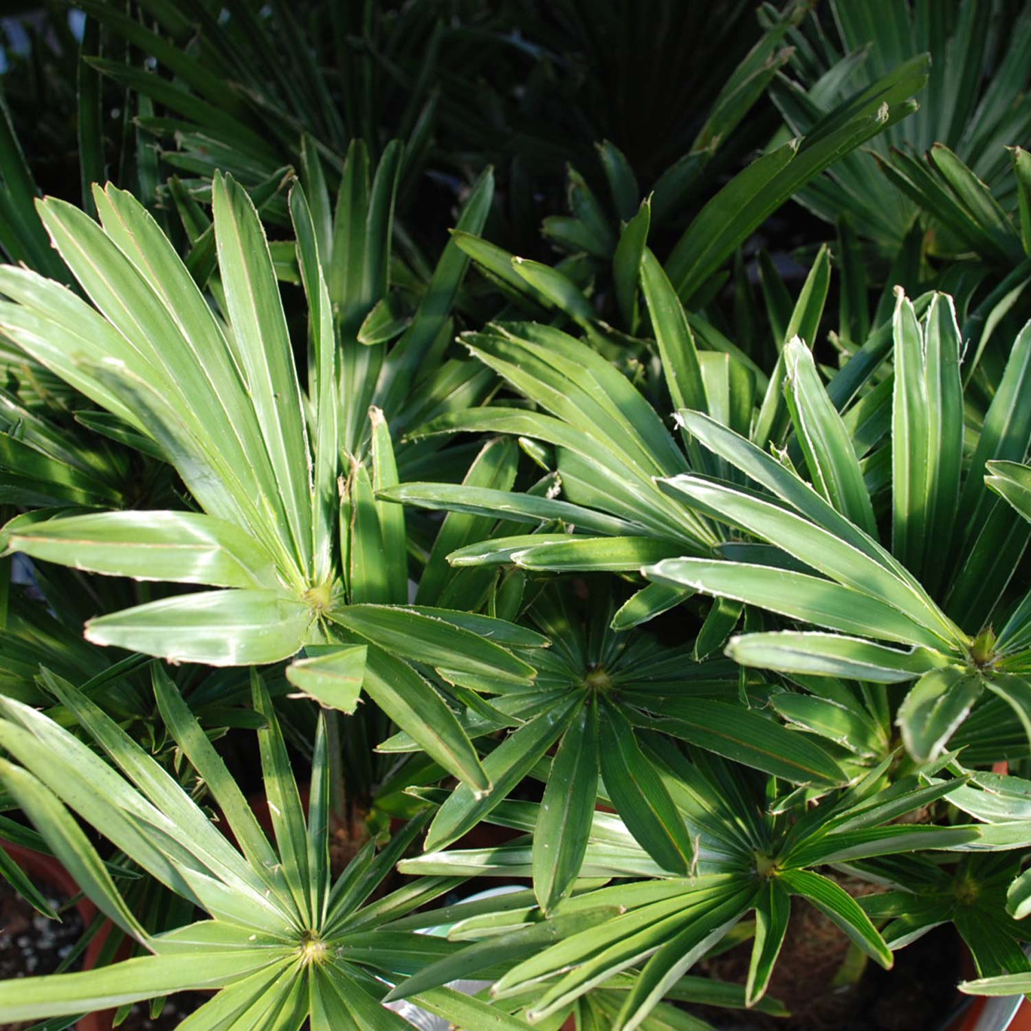 Chinesische Hanfpalme Chinesische Hanfpalme