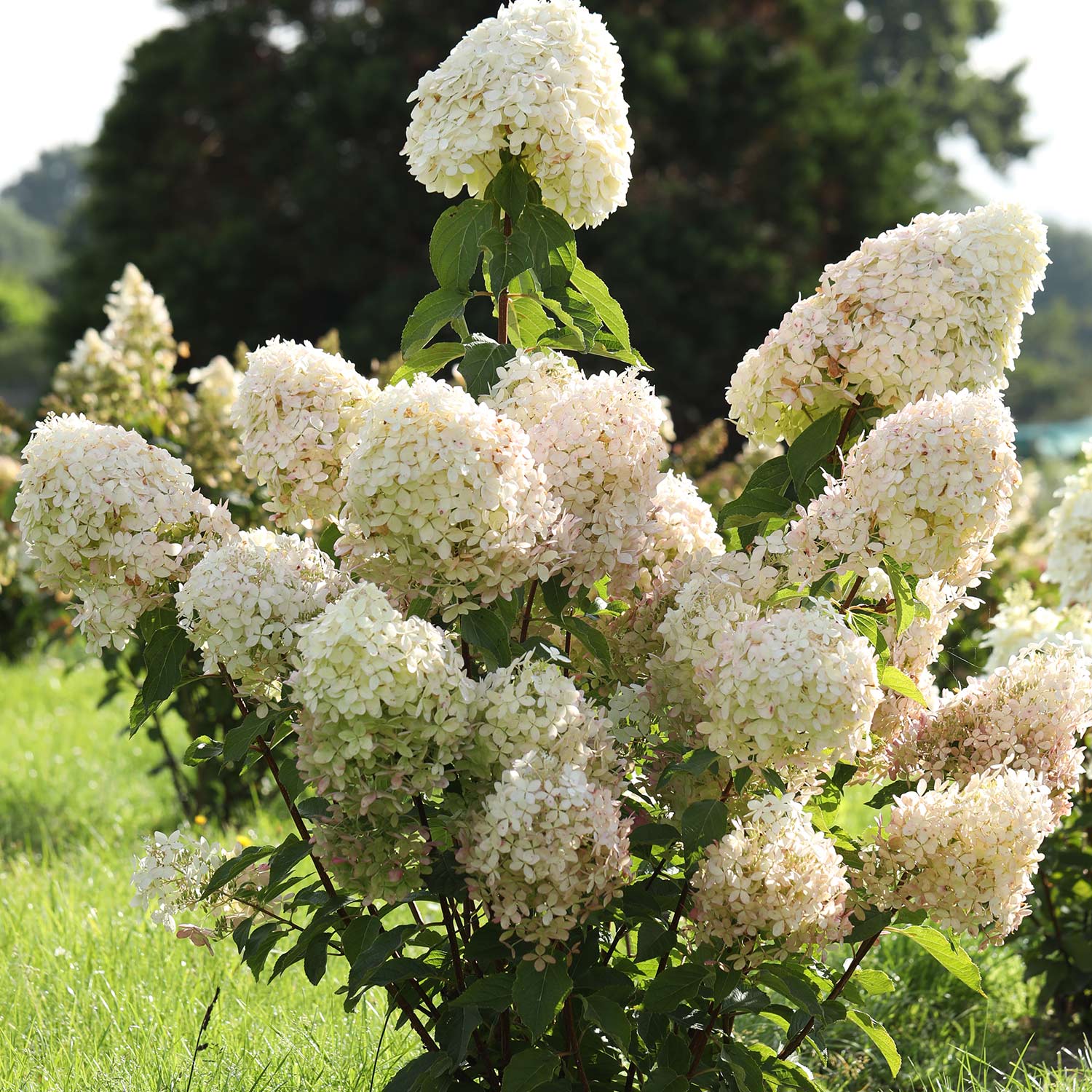 Rispenhortensie 'Phantom' 5 Liter, 60 - 80 cm Liefergröße: 60-80 cm