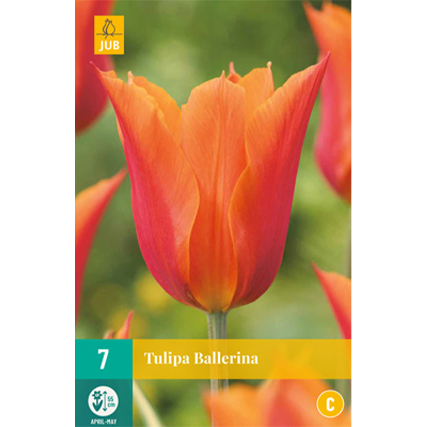Lilienblütige Tulpe 'Ballerina' - 7 Stück Liefergröße: Zwiebelgröße 11/12