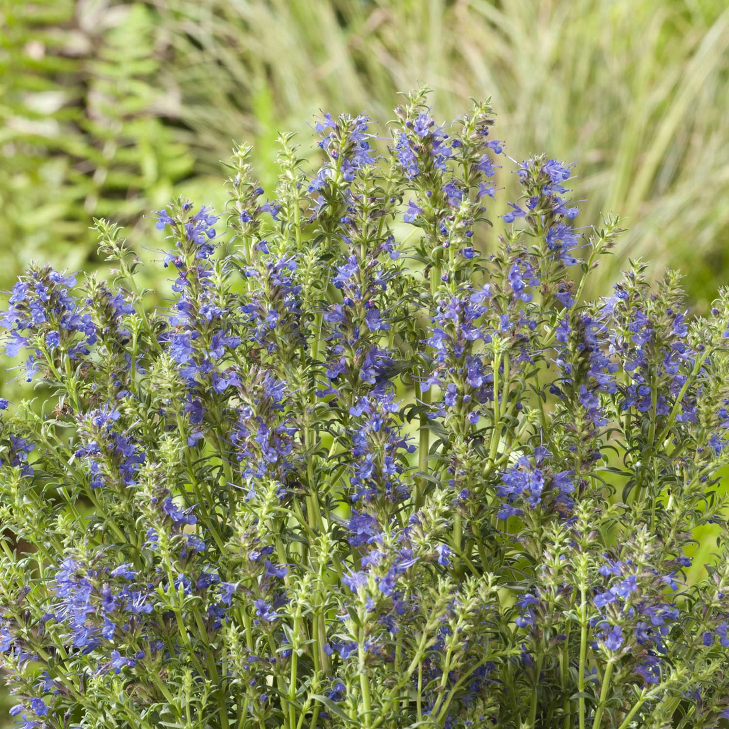 Blauer Ysop Lieferform: Im 9 cm Topf