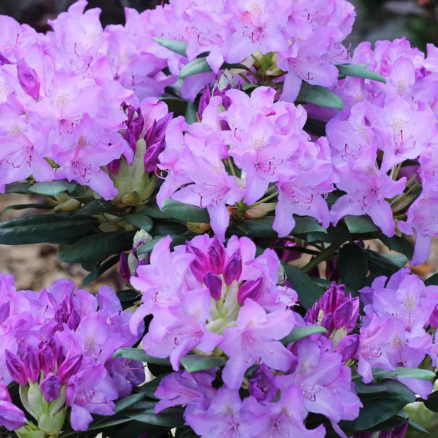Rhododendron 'Catawbiense Grandiflora'