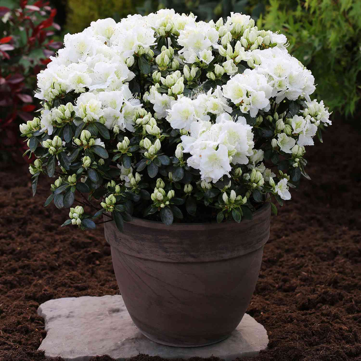 Japanische Azalee 'Maischnee'