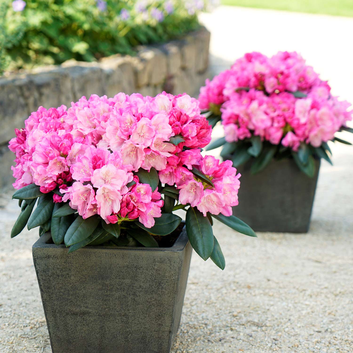 Rhododendron 'Polaris' - Easydendron® Liefergröße: 25 - 30 cm