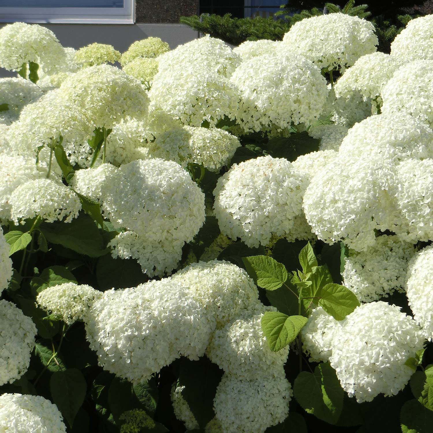 Hortensie 'Strong Annabelle'® Incrediball® C5-7,5 80 - 100 Liefergröße: 80 - 100 cm