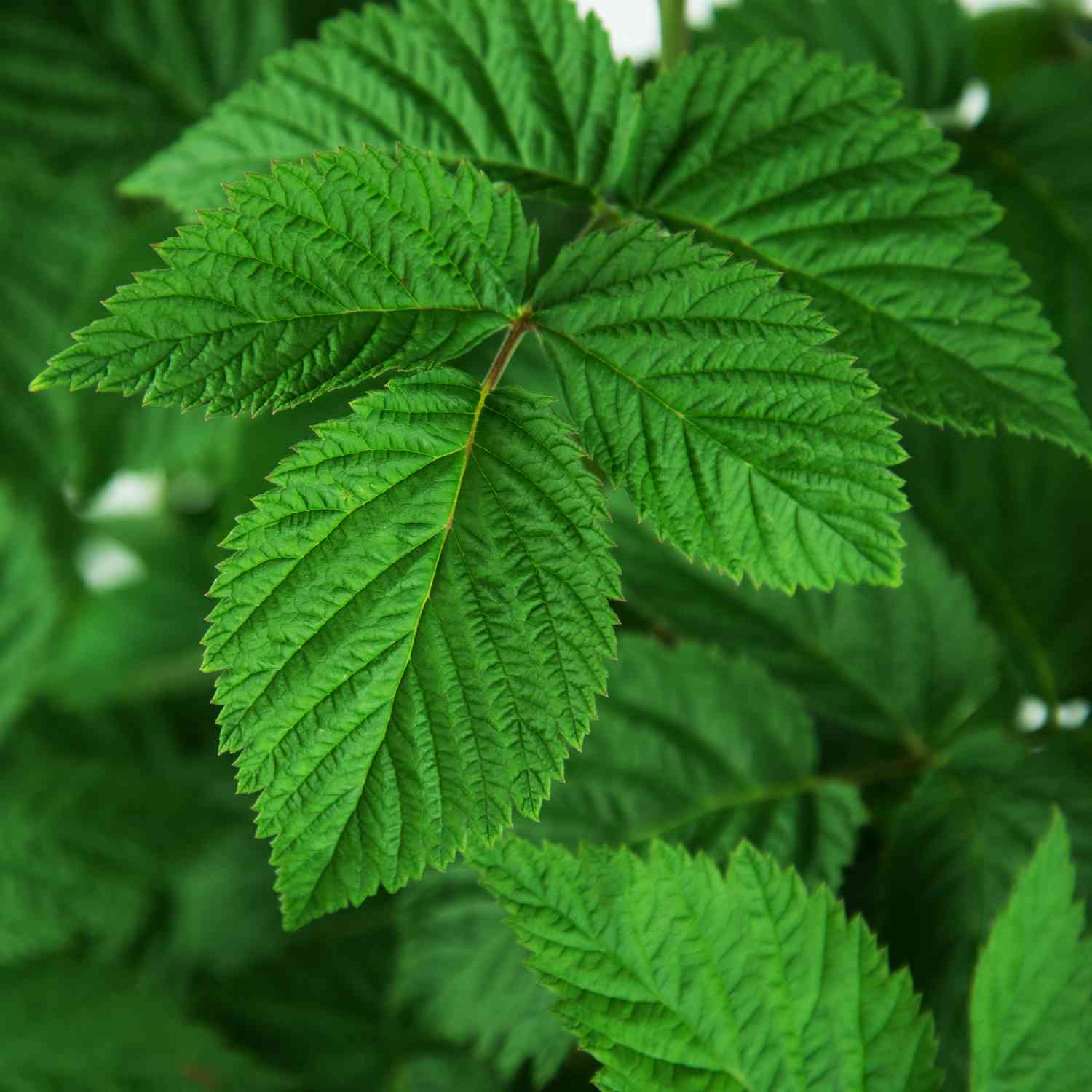 Himbeere 'Autumn Bliss®' Himbeere 'Autumn Bliss®'