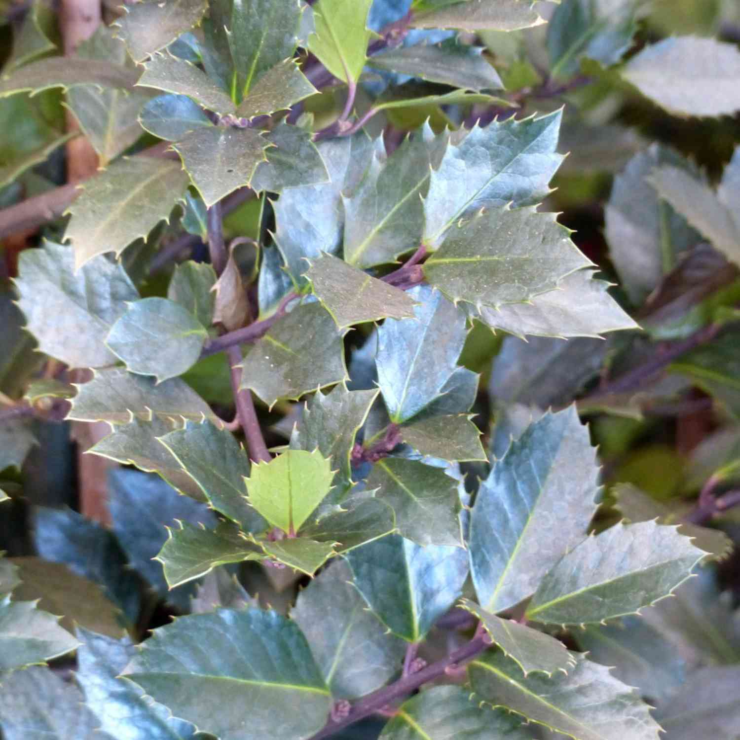Stechpalme 'Heckenblau®'
