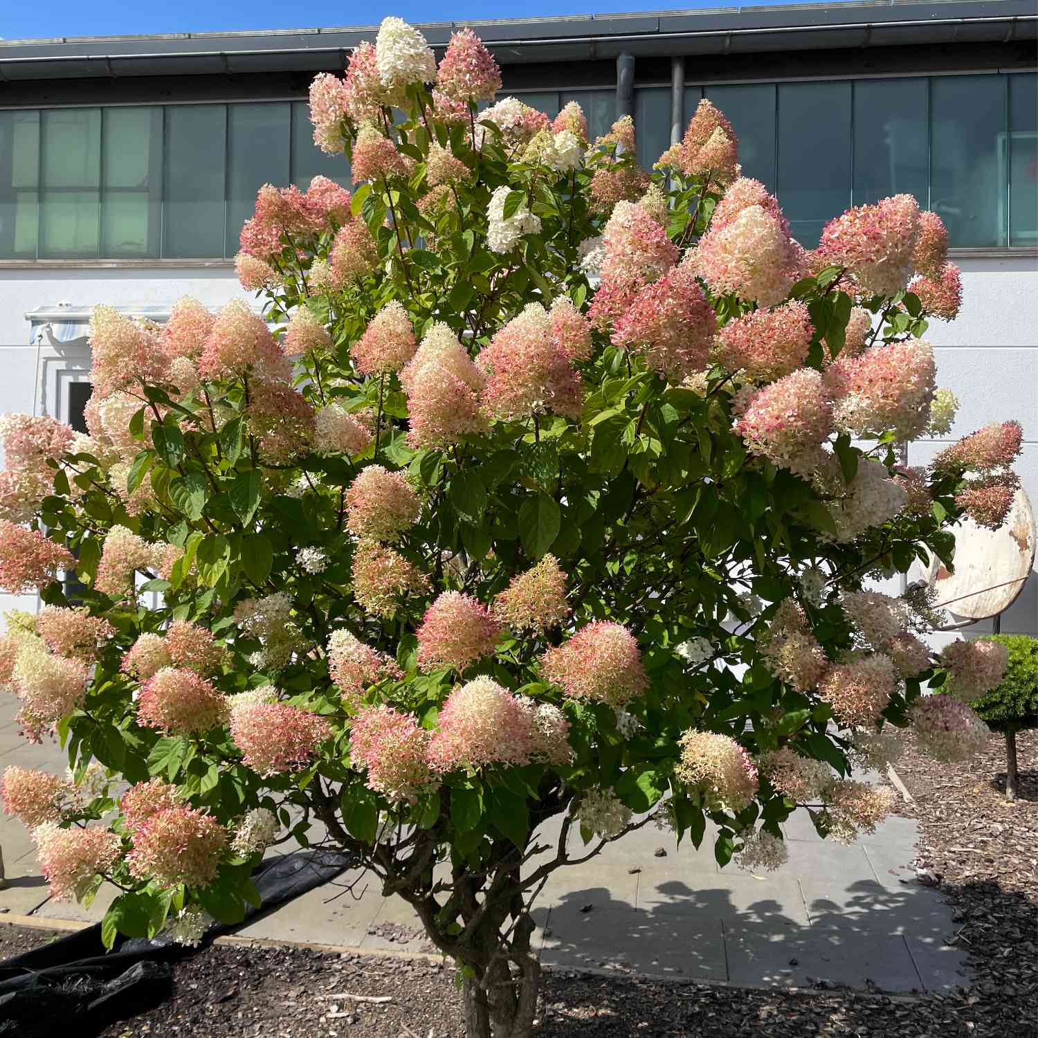 Rispenhortensie 'Grandiflora' - Der Klassiker