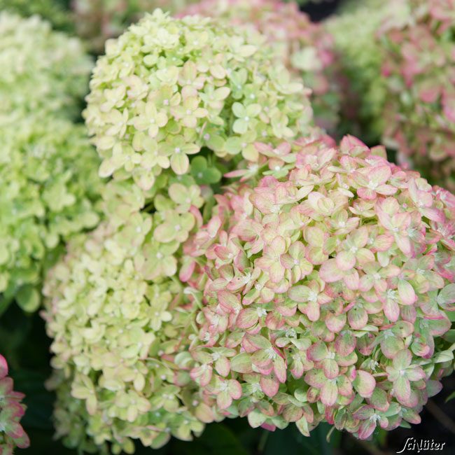 Zwerg-Rispenhortensie 'Little Lime' ® 5 Liter Container, 40 - 60 cm Liefergröße: 40 - 60 cm