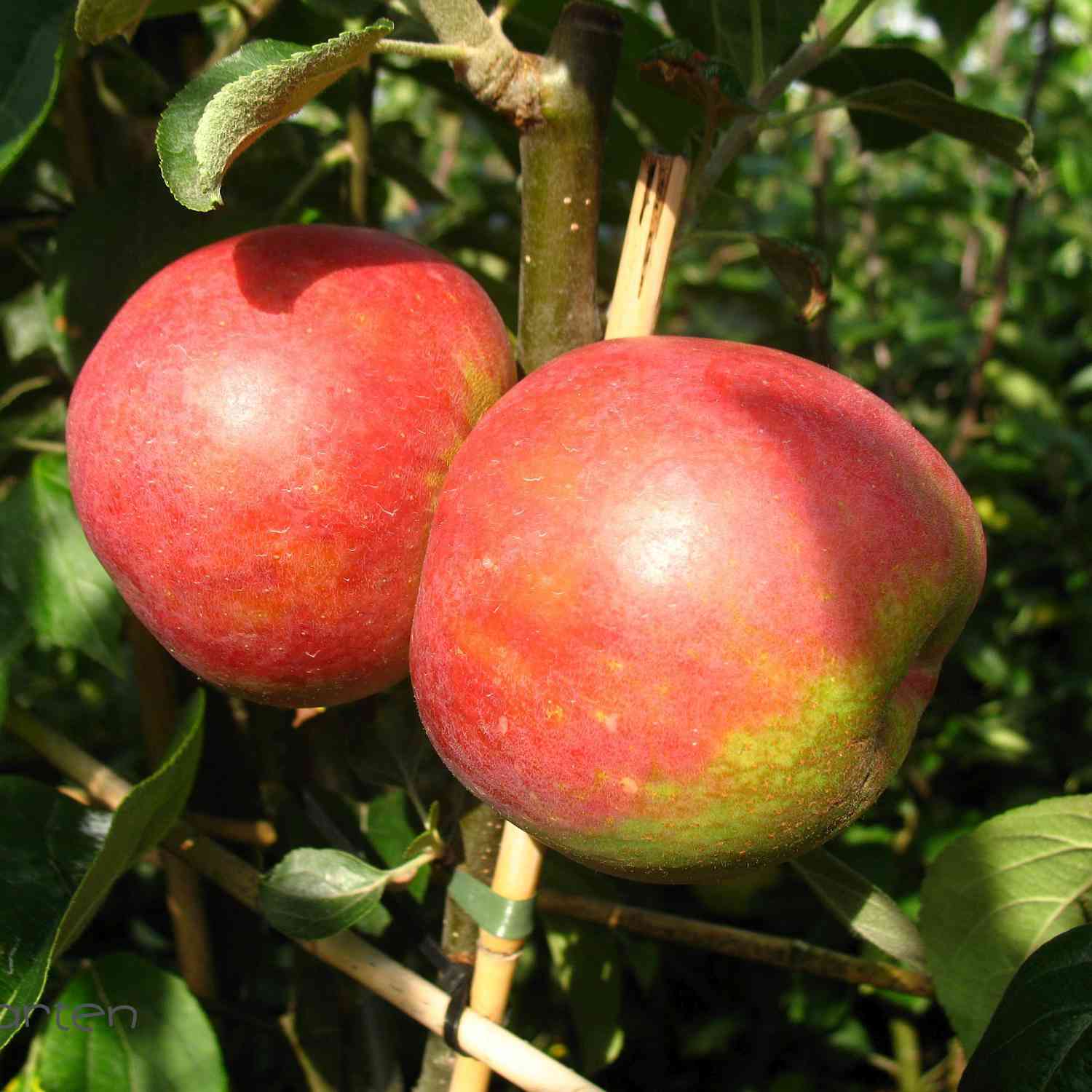 Zwerg-Apfel 'Roter Boskoop'