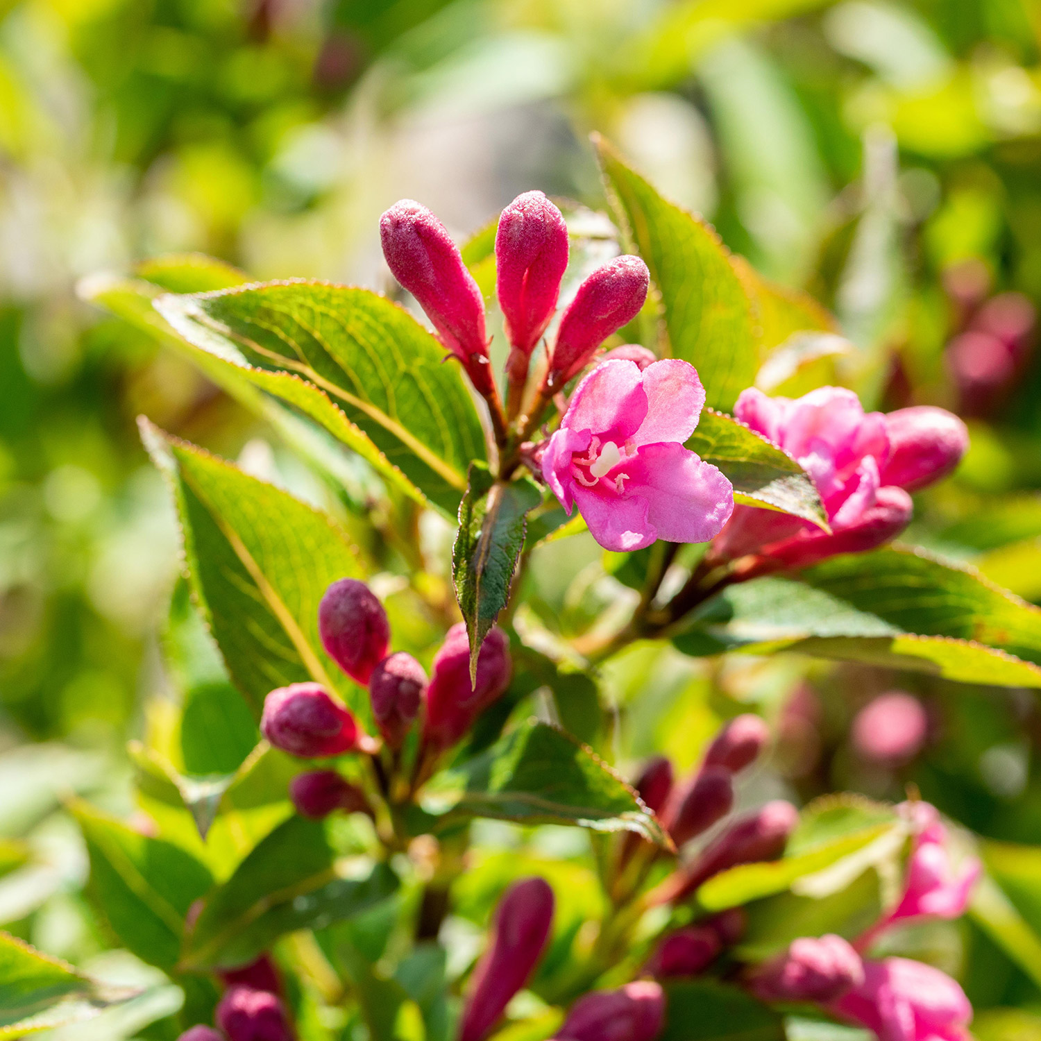 Zwerg-Weigelie 'Pink Poppet' Zwerg-Weigelie 'Pink Poppet'