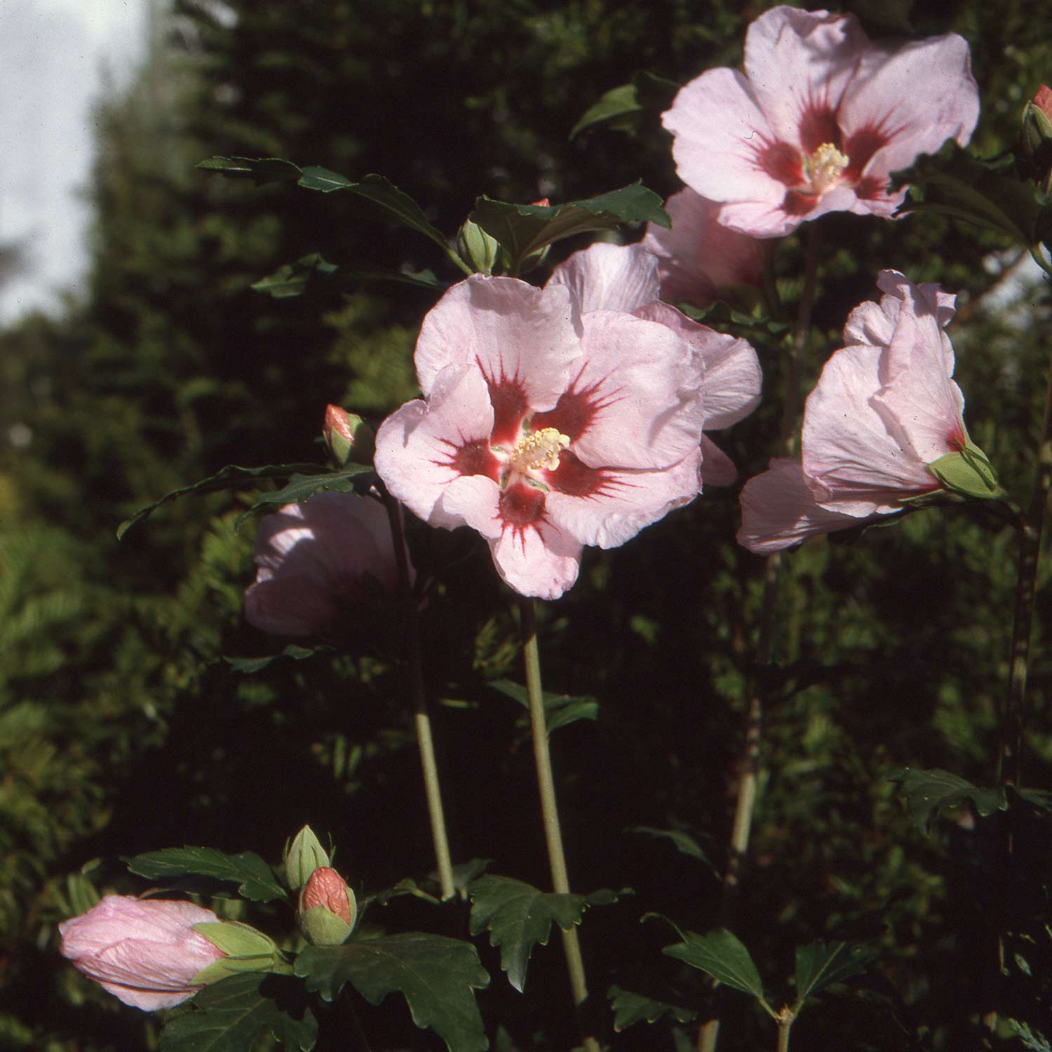 Kategorie <b>Blütensträucher und Ziergehölze </b> - Garteneibisch / Hibiskus 'Hamabo' 3 Liter Container, 30-40 cm Liefergröße: 30-40 cm - Hibiscus syriacus 'Hamabo'