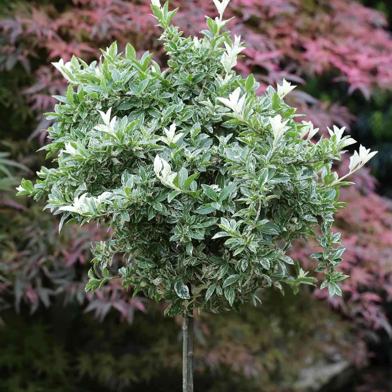 Kriechspindel 'Harlequin'
