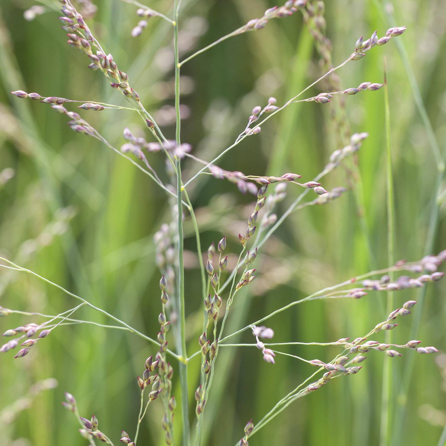 Rutenhirse 'Northwind'