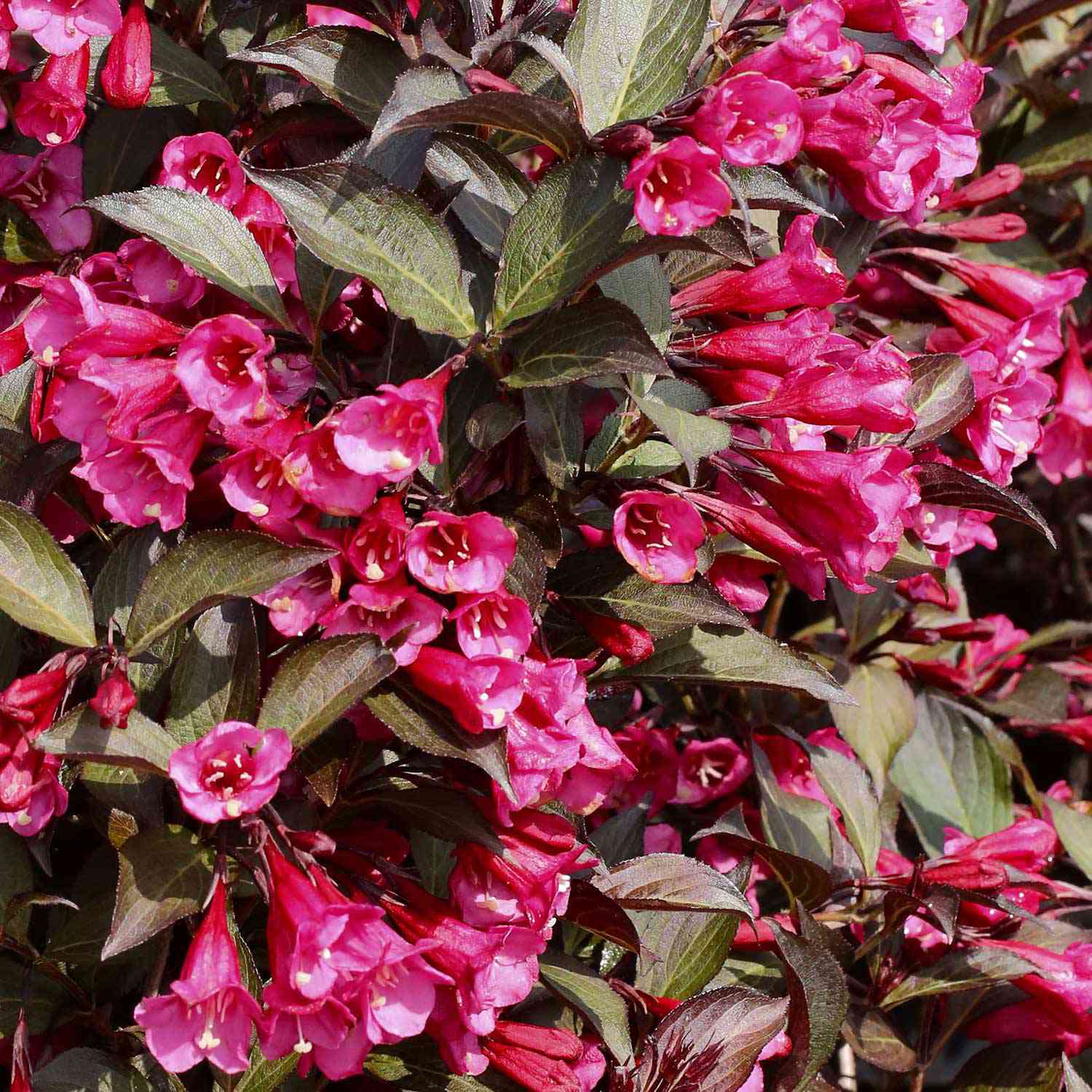 Dunkellaubige Weigelie 'Alexandra'