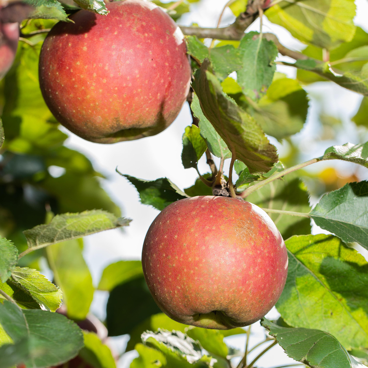Allergiker-Apfel 'Wellant', 5 Liter, 80 - 100 cm Liefergröße: 80 - 100 cm