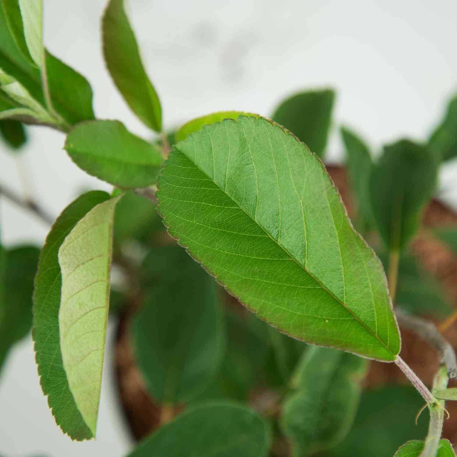 Erlenblättrige Felsenbirne 'Greatberry Farm®'