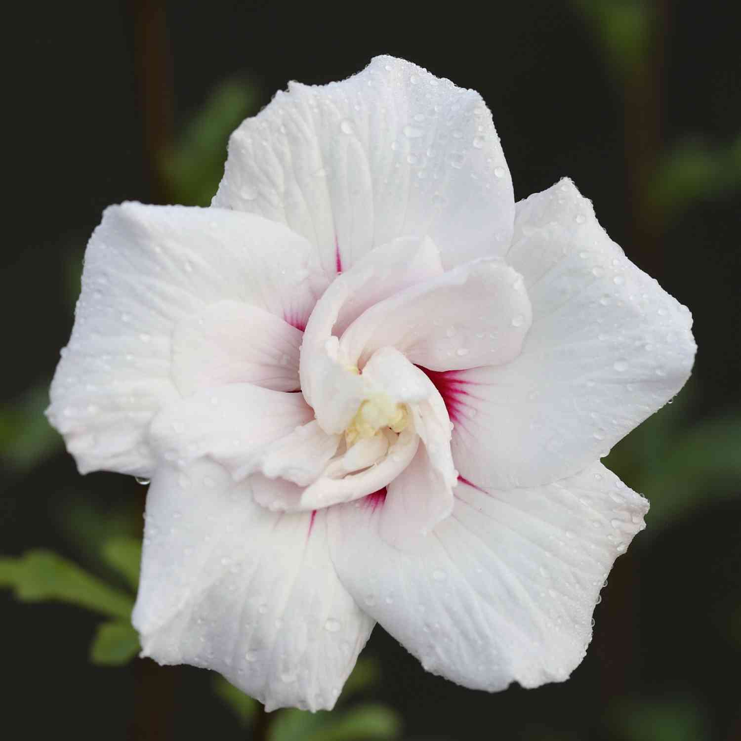 Garteneibisch / Hibiskus 'China Chiffon®'