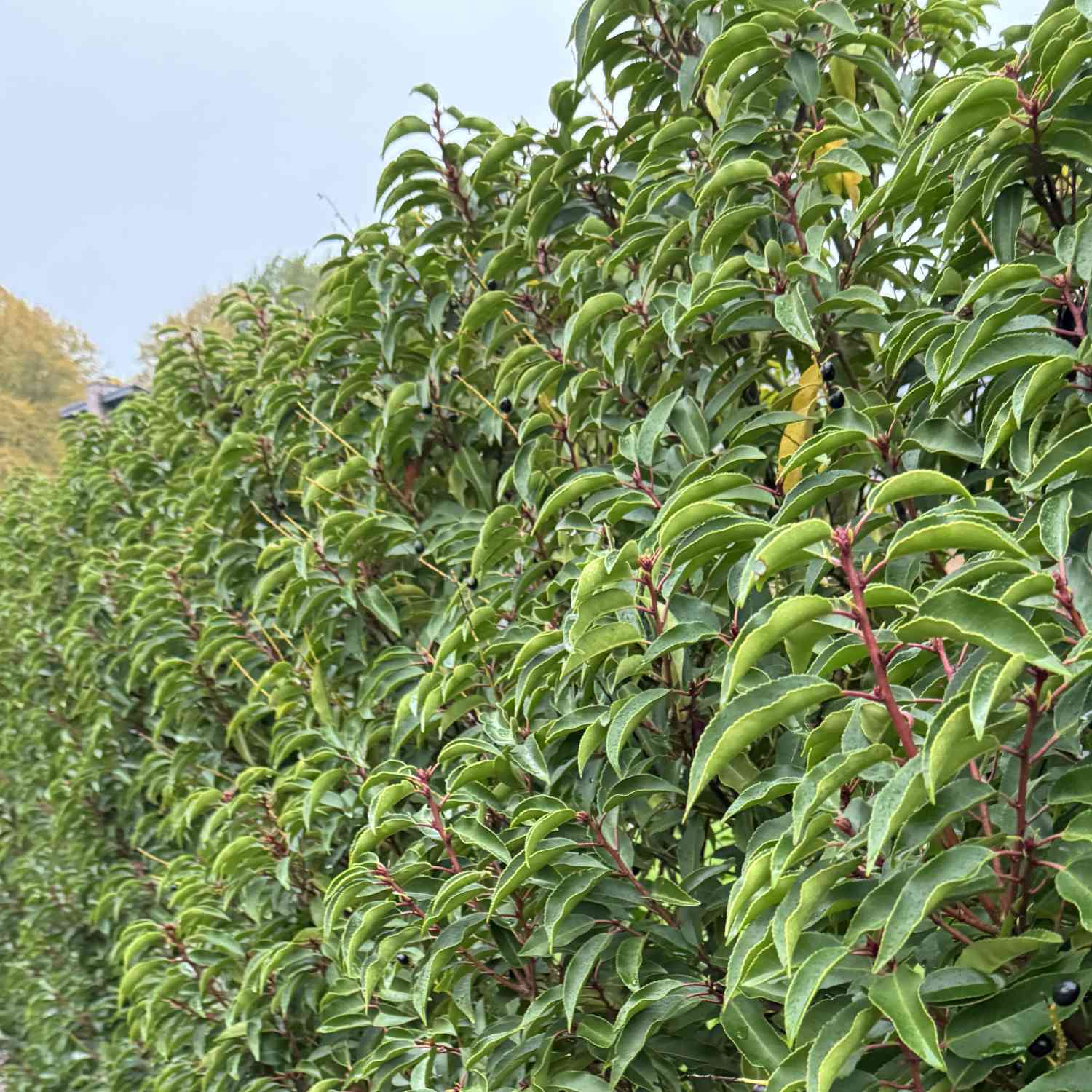 Portugiesische Lorbeerkirsche / Schmalblättrige immergrüne Lorbeerkirsche 'Angustifolia'